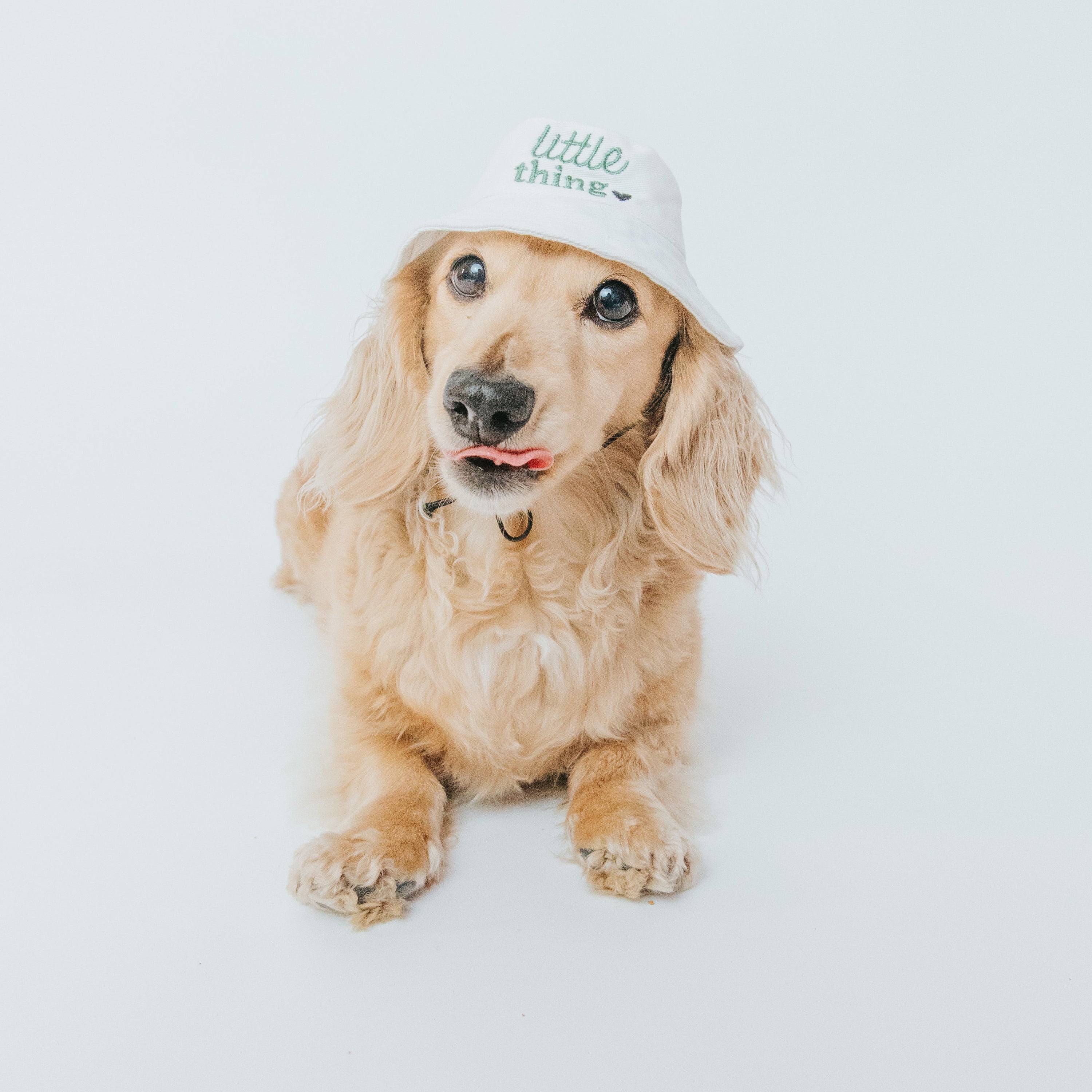 Dog Bucket Hat - Little Thing