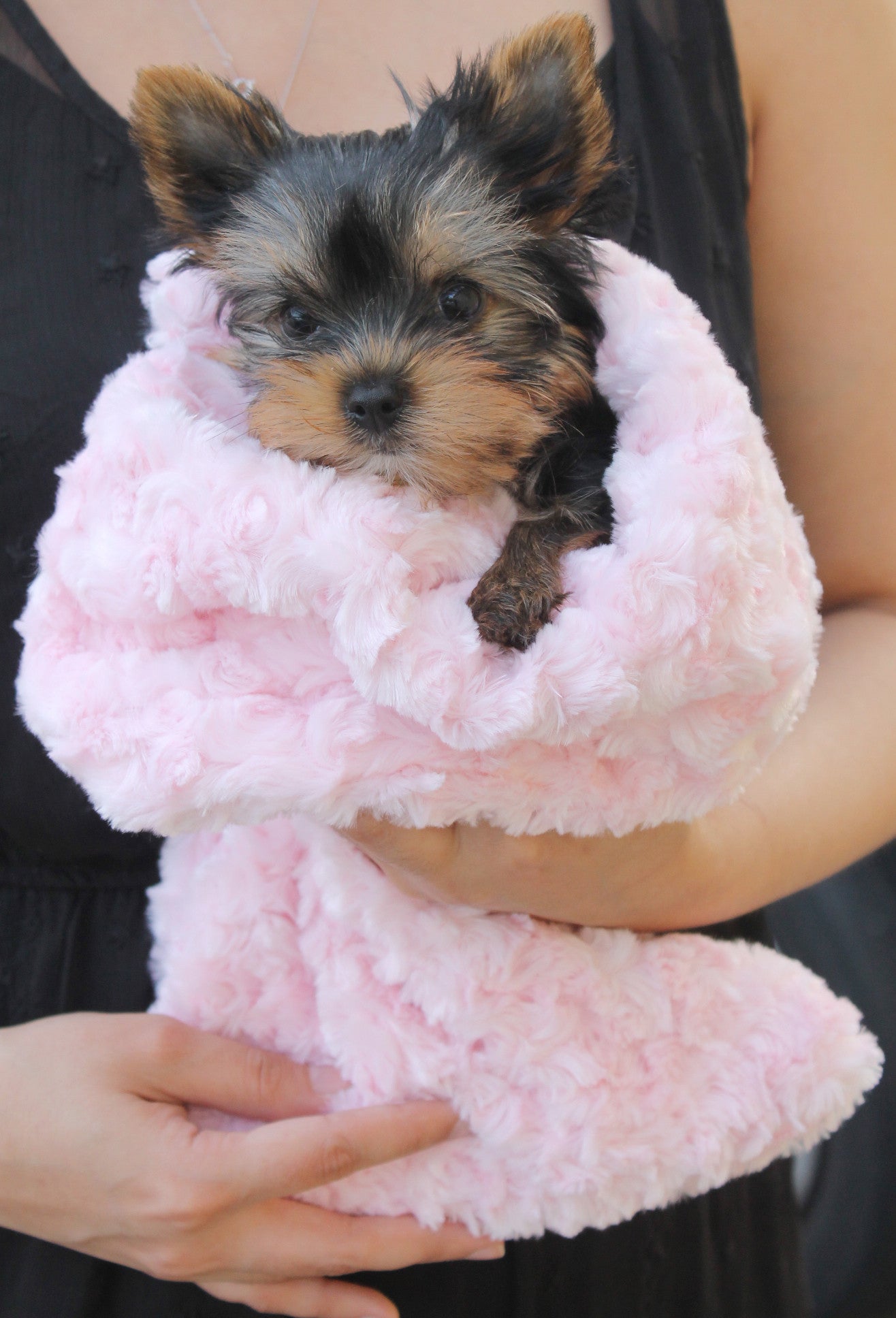 Hello Doggie Snuggle Pup Blue Dog Sleeping Bag