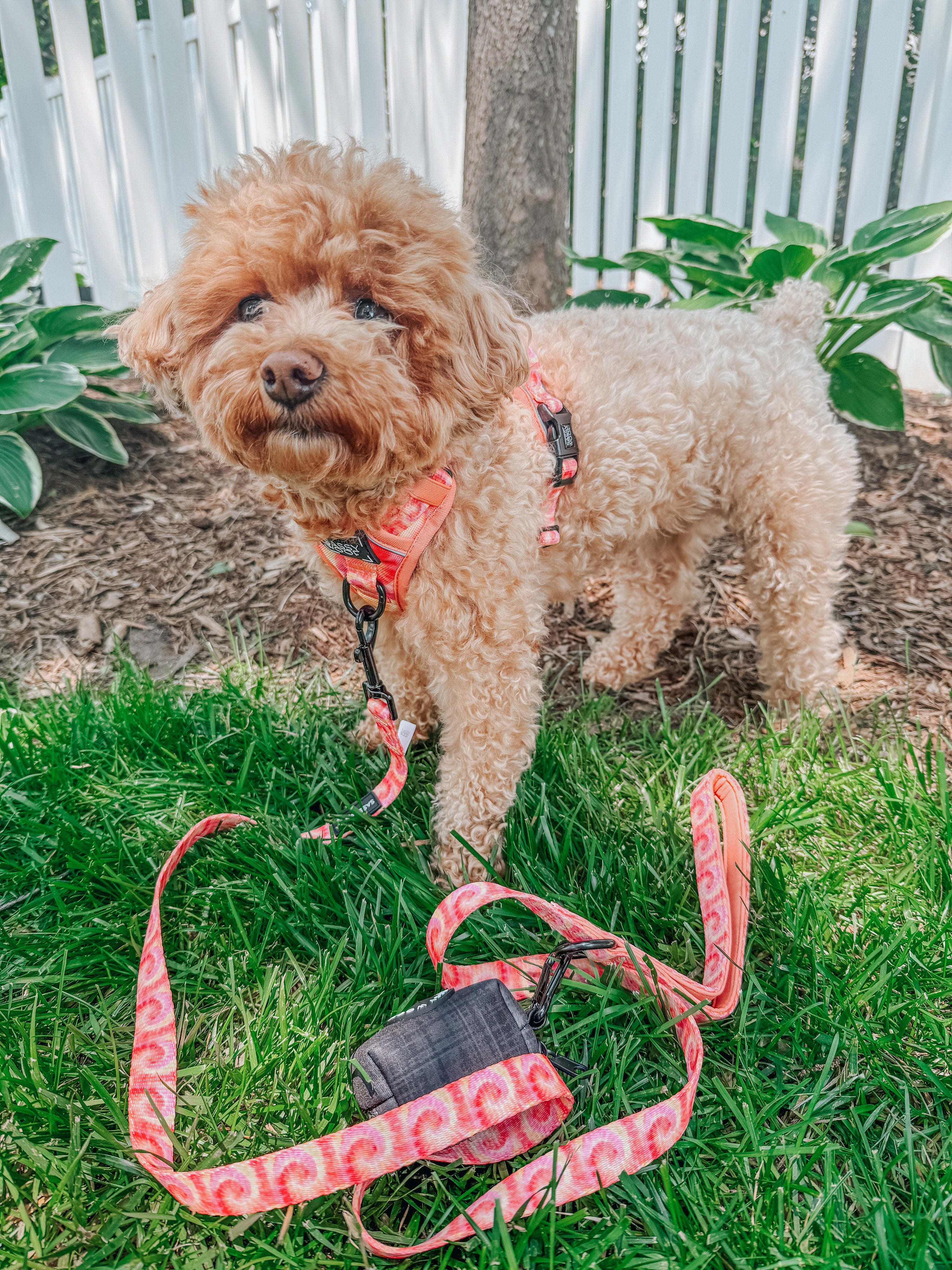 Dog Leash - Summer Sorbet