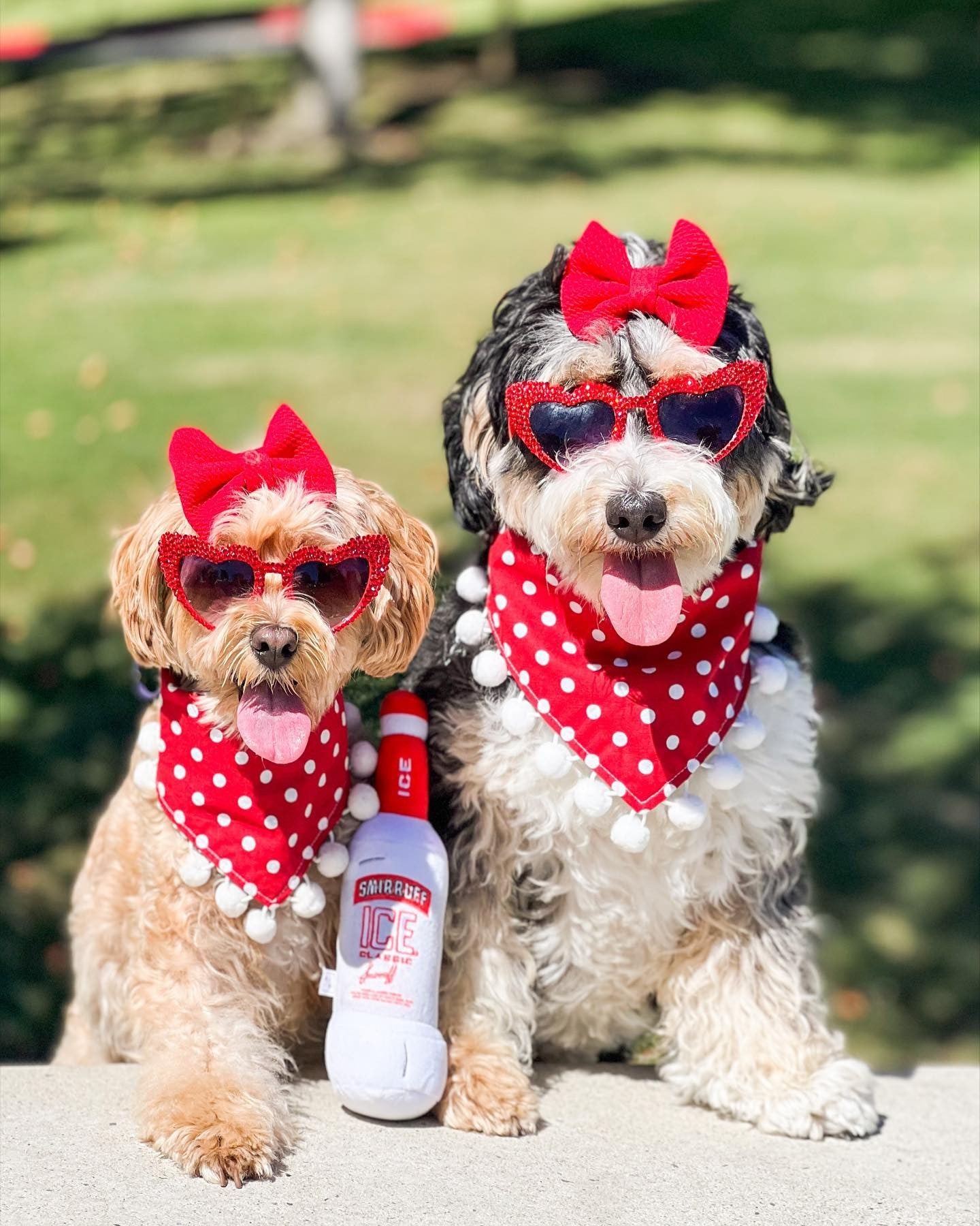 Pawty Smirruff Ice Bottle Squeaky Dog Toy