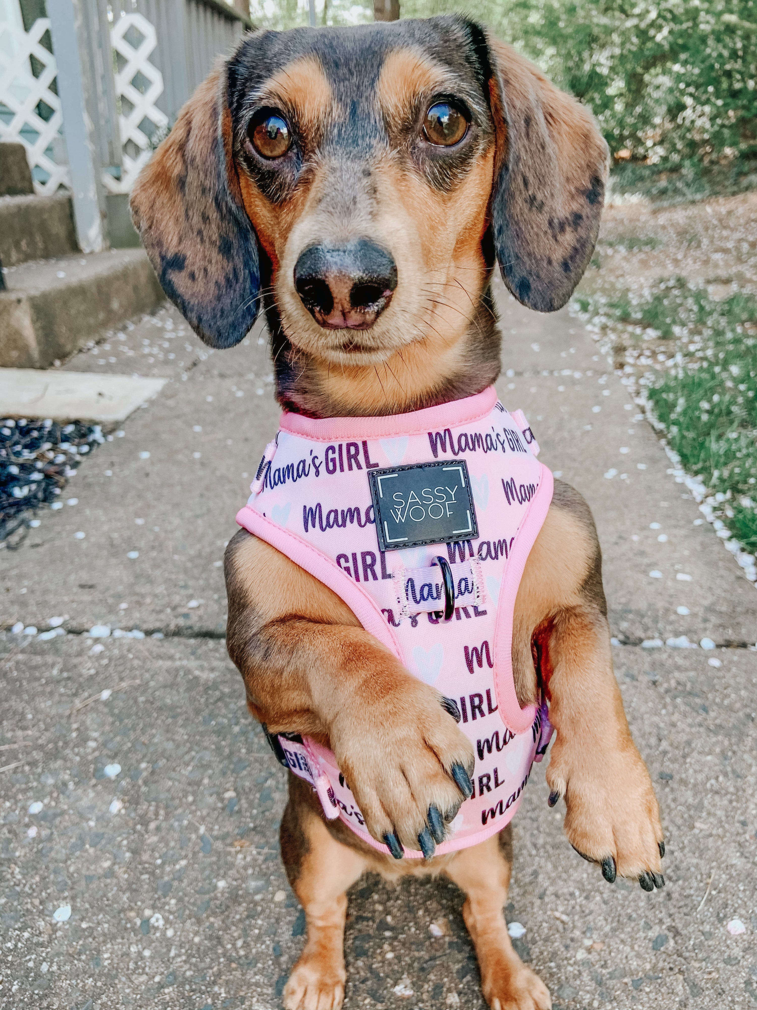 Dog Adjustable Harness - Mamas Girl