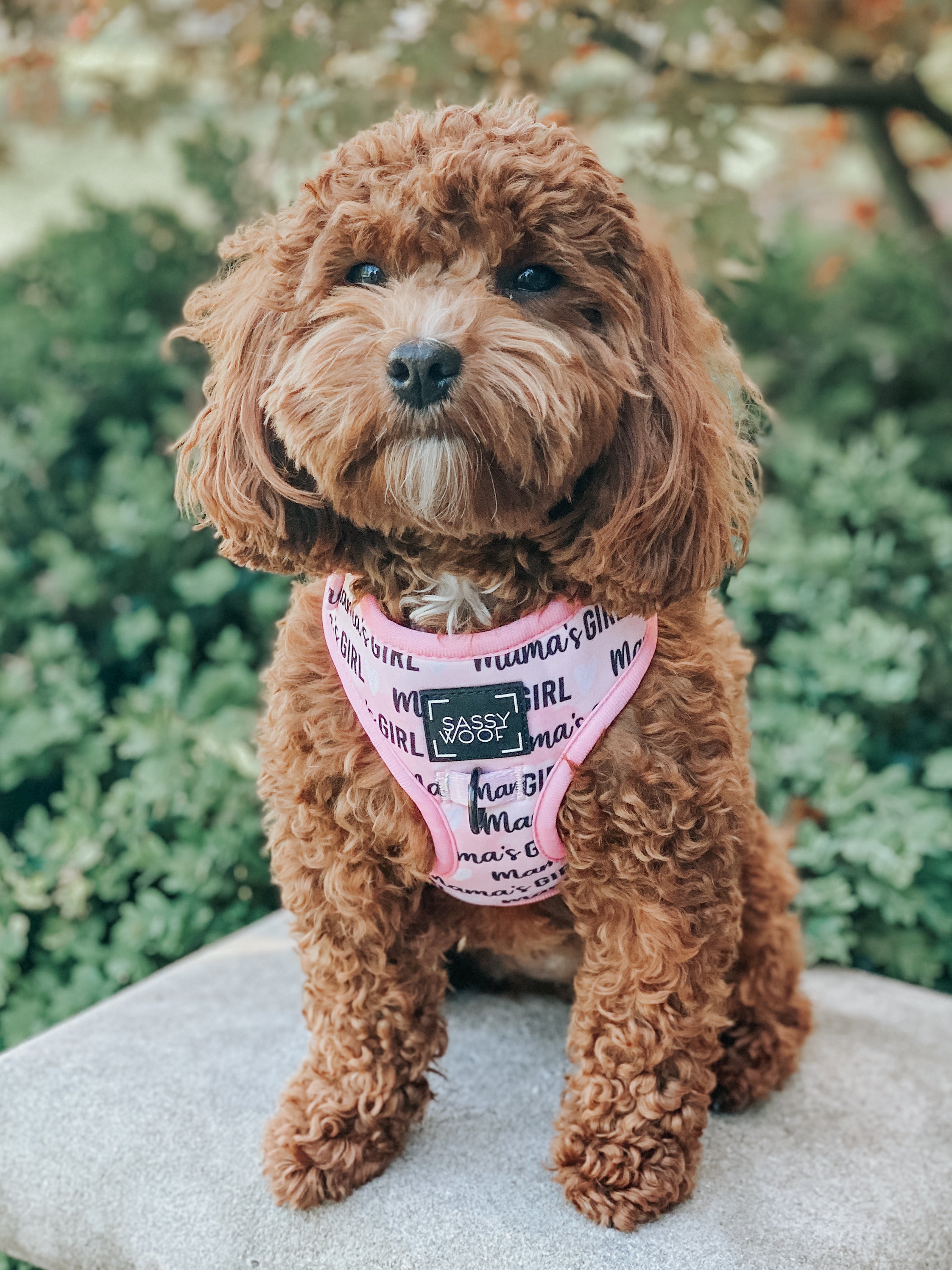 Dog Adjustable Harness - Mamas Girl