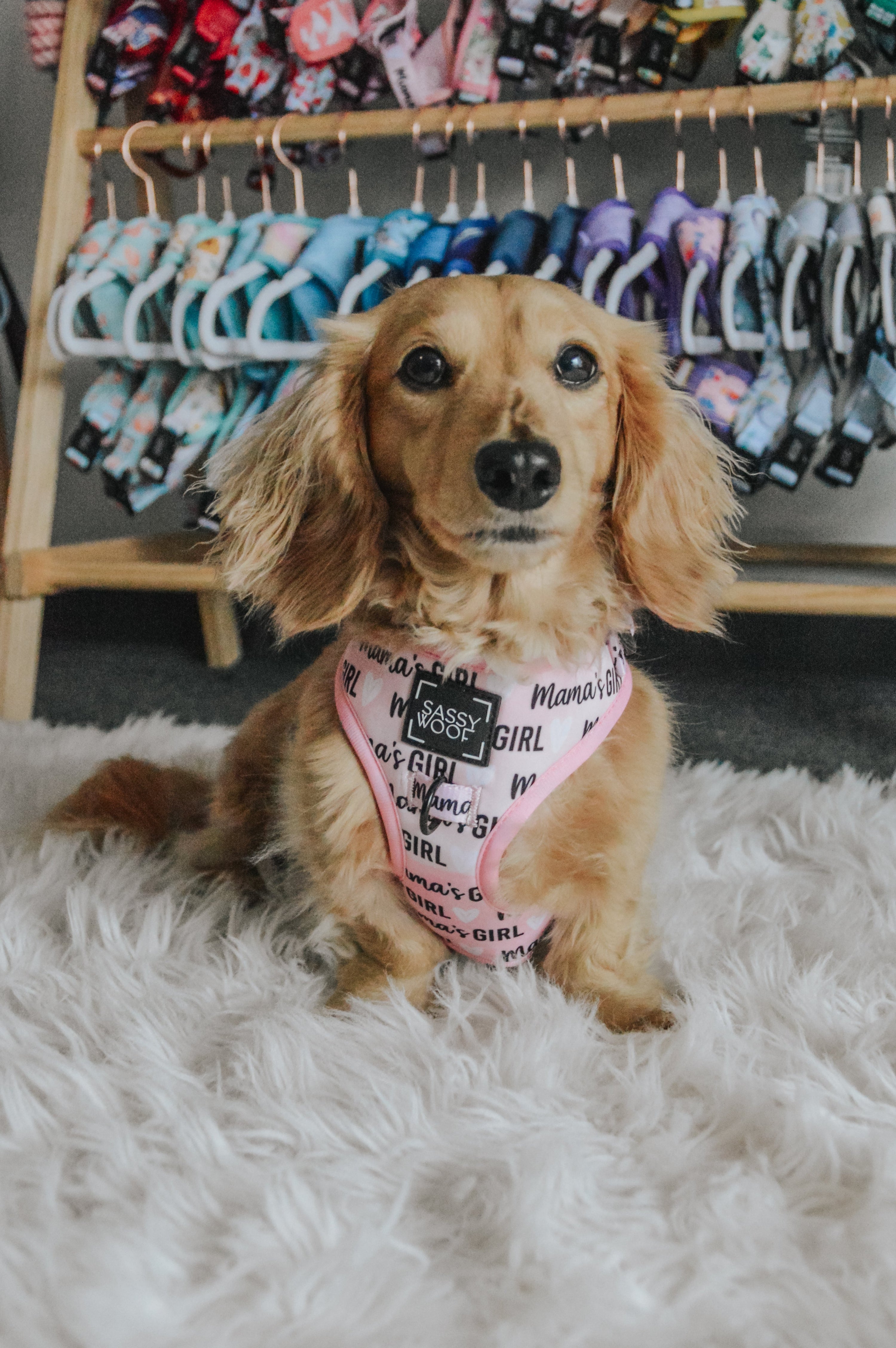 Dog Adjustable Harness - Mamas Girl