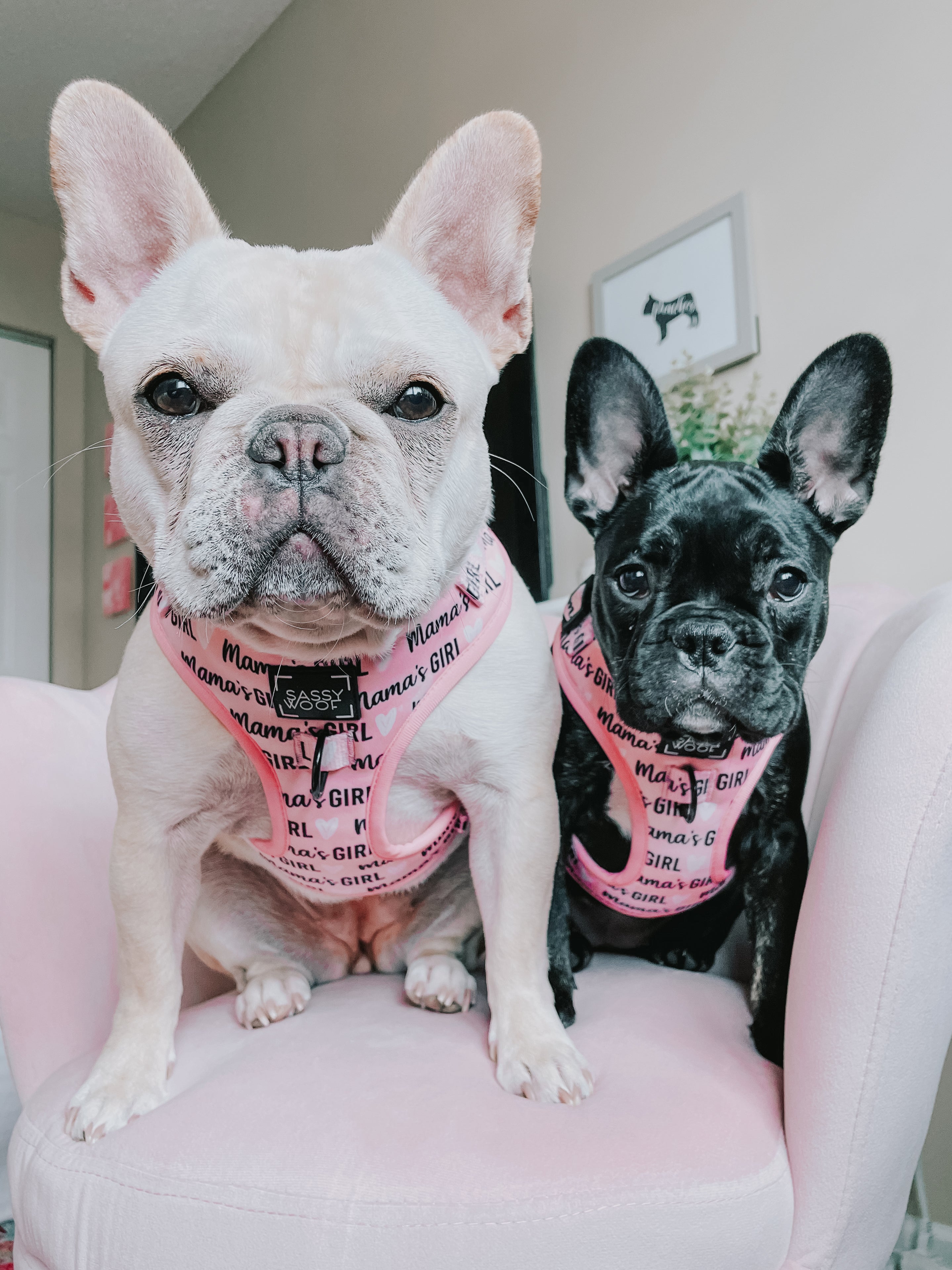 Dog Adjustable Harness - Mamas Girl