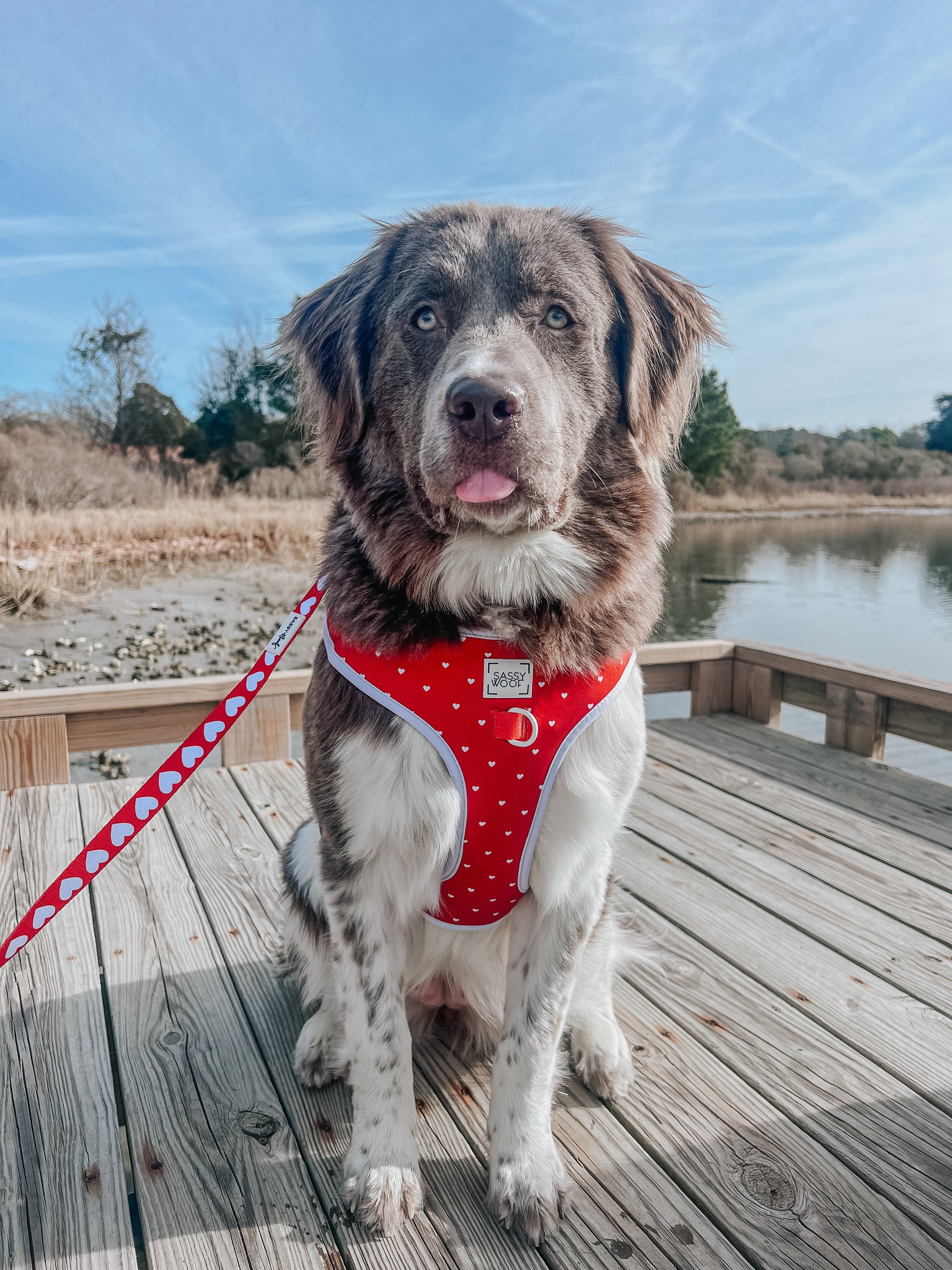 Dog Adjustable Harness - Little Love