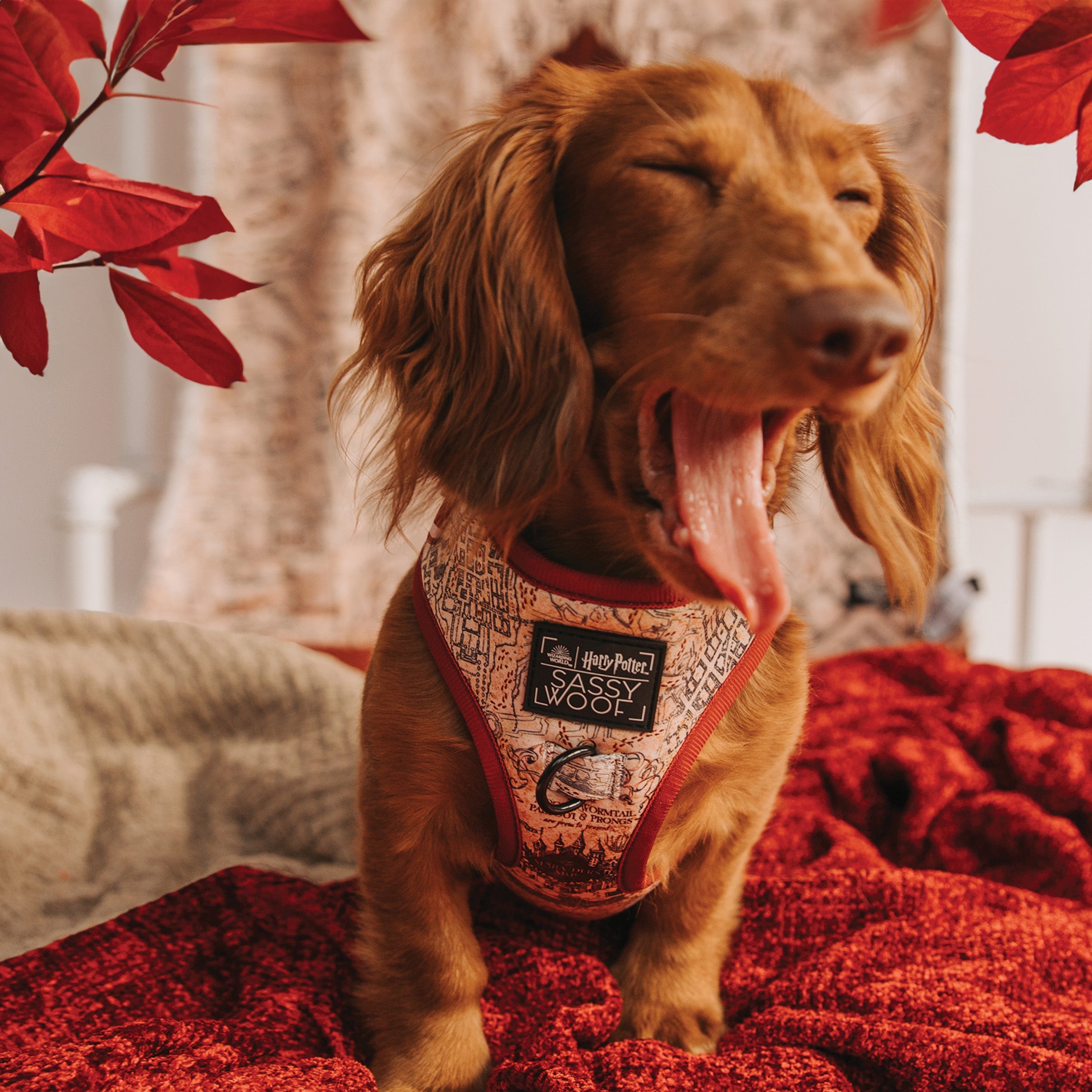 Dog Adjustable Harness - Harry Potter™ Marauders Map™