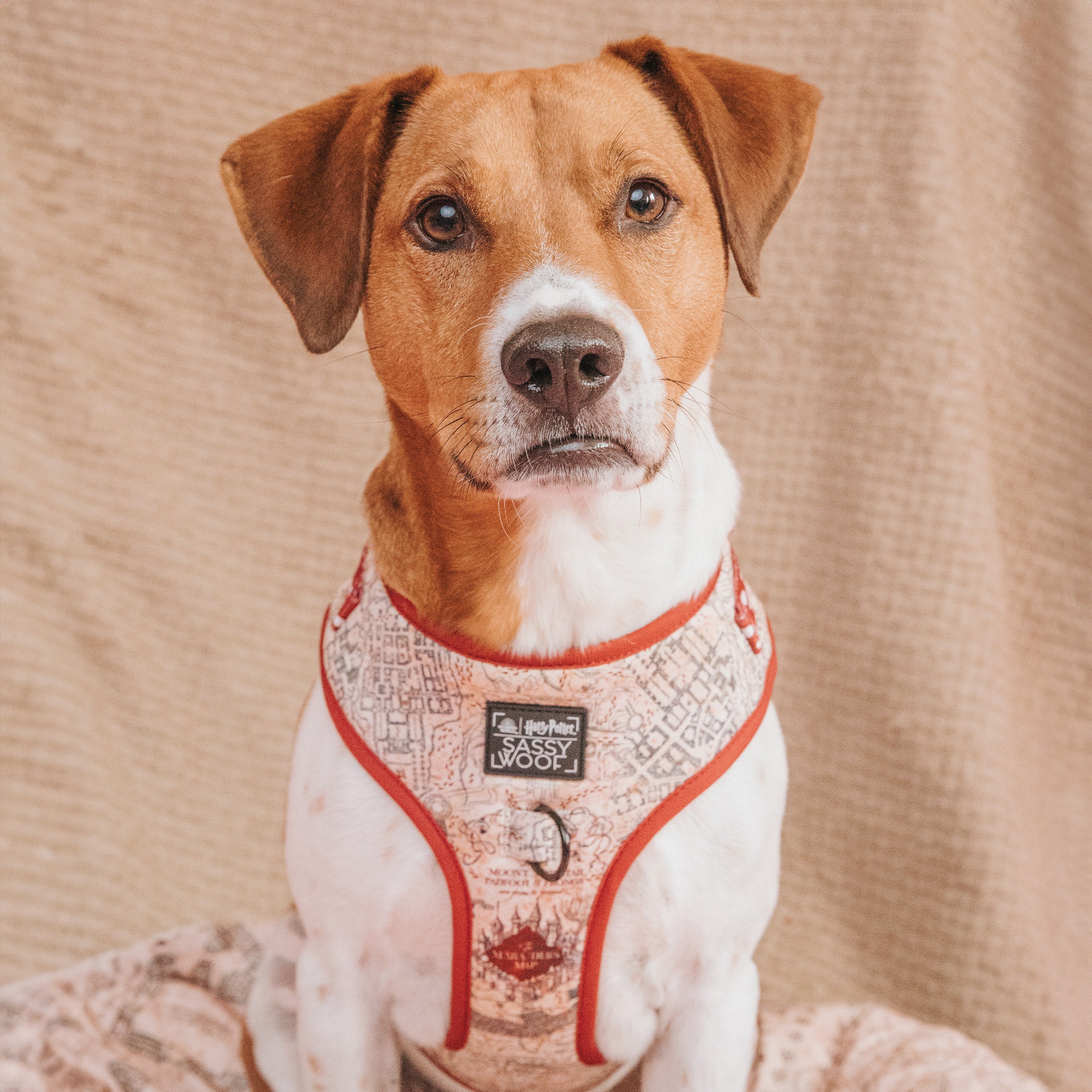 Dog Adjustable Harness - Harry Potter™ Marauders Map™