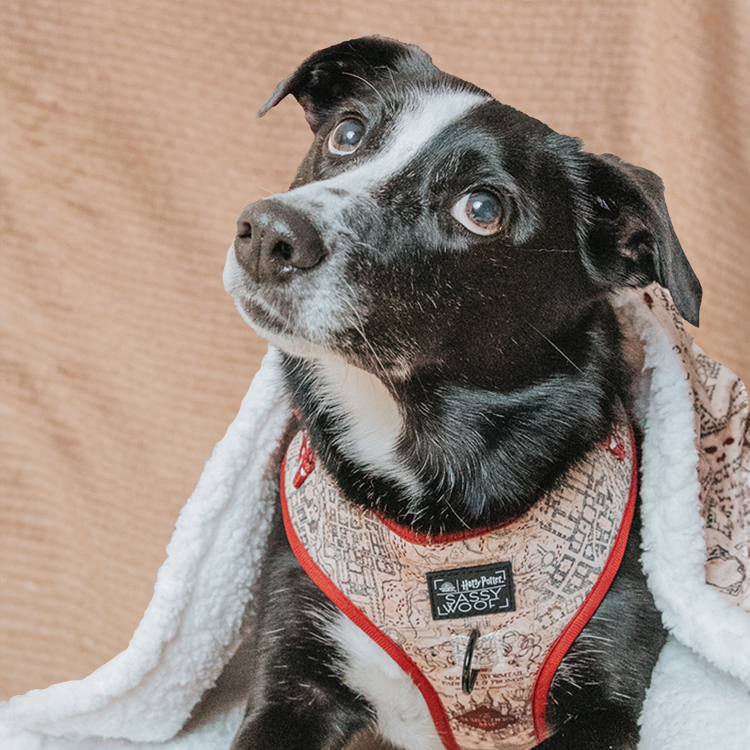 Dog Adjustable Harness - Harry Potter™ Marauders Map™