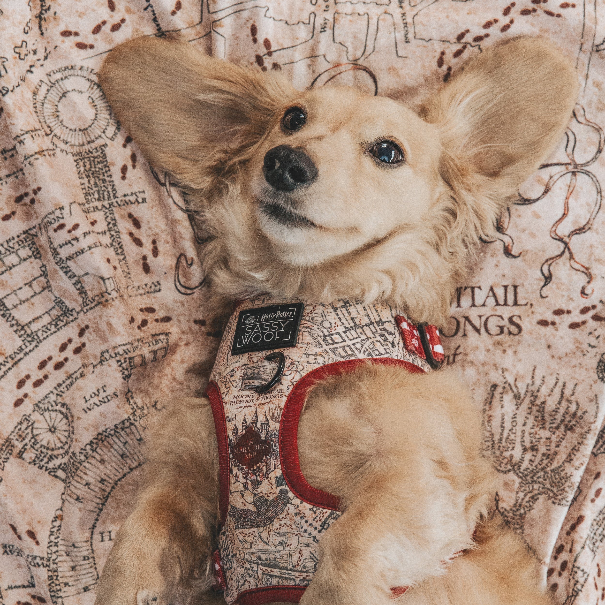Dog Adjustable Harness - Harry Potter™ Marauders Map™