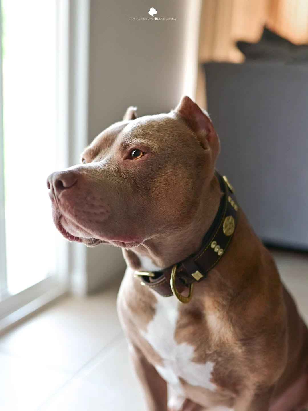 Bestia Maximus 2.5-Inch Wide Brown & Gold Leather Dog Collar