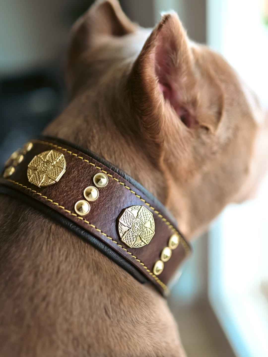 Bestia Maximus 2.5-Inch Wide Brown & Gold Leather Dog Collar