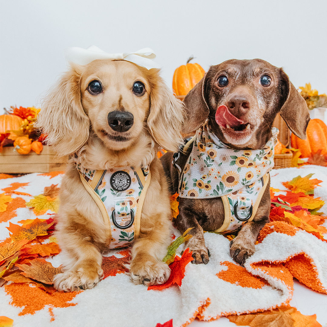 Dog Step-In Harness - Sunflower Dreams
