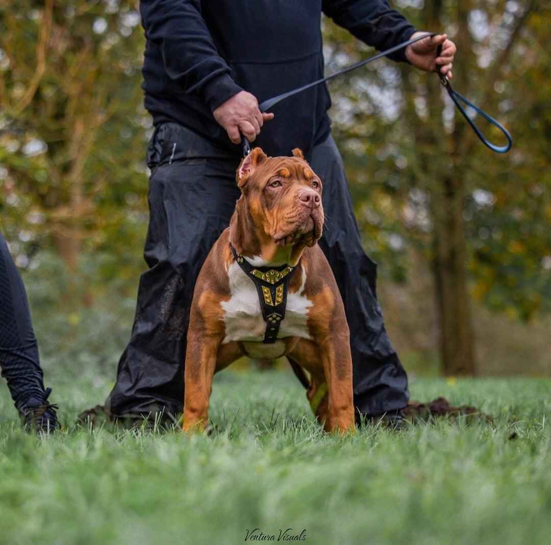 Bestia Midas Leather Gold Medium Dog Harness