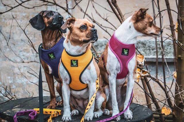EcoBark Yellow Dog Harness - Over-the-Head Soft Mesh Dog Vest Halter for Small to Medium Dogs and Puppies
