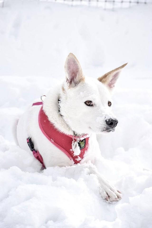EcoBark Pink Dog Harness - Over-the-Head Soft Mesh Dog Vest Halter for Small to Medium Dogs and Puppies