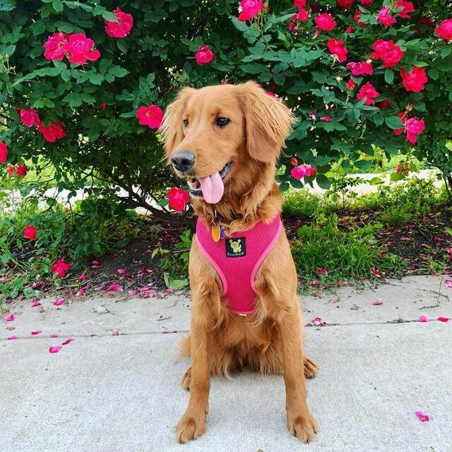 EcoBark Pink Dog Harness - Over-the-Head Soft Mesh Dog Vest Halter for Small to Medium Dogs and Puppies