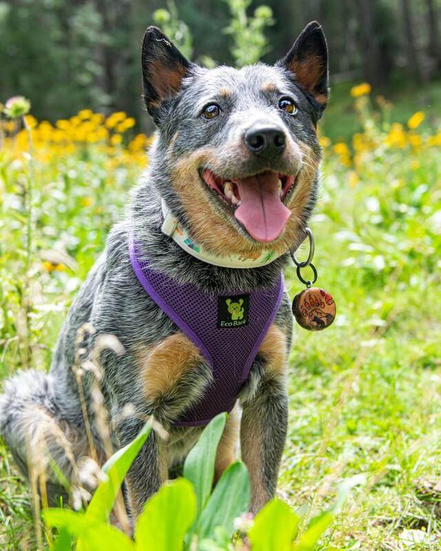 EcoBark Purple Dog Harness - Over-the-Head Soft Mesh Dog Vest Halter for Small to Medium Dogs and Puppies