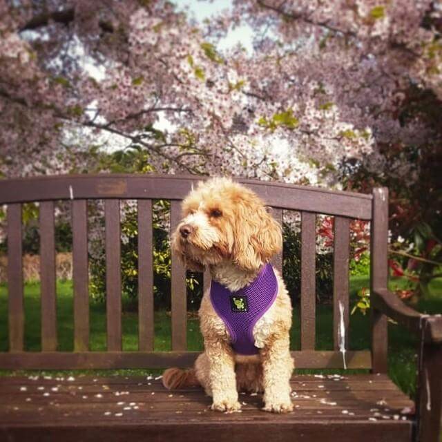 EcoBark Purple Dog Harness - Over-the-Head Soft Mesh Dog Vest Halter for Small to Medium Dogs and Puppies