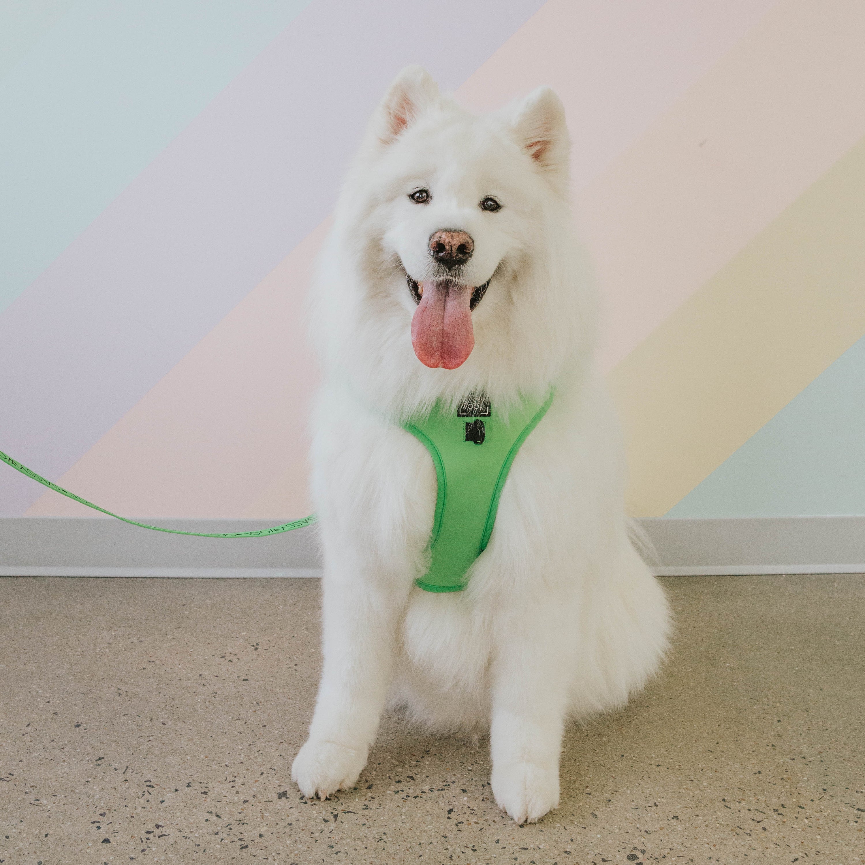 Dog Adjustable Harness - Neon Green