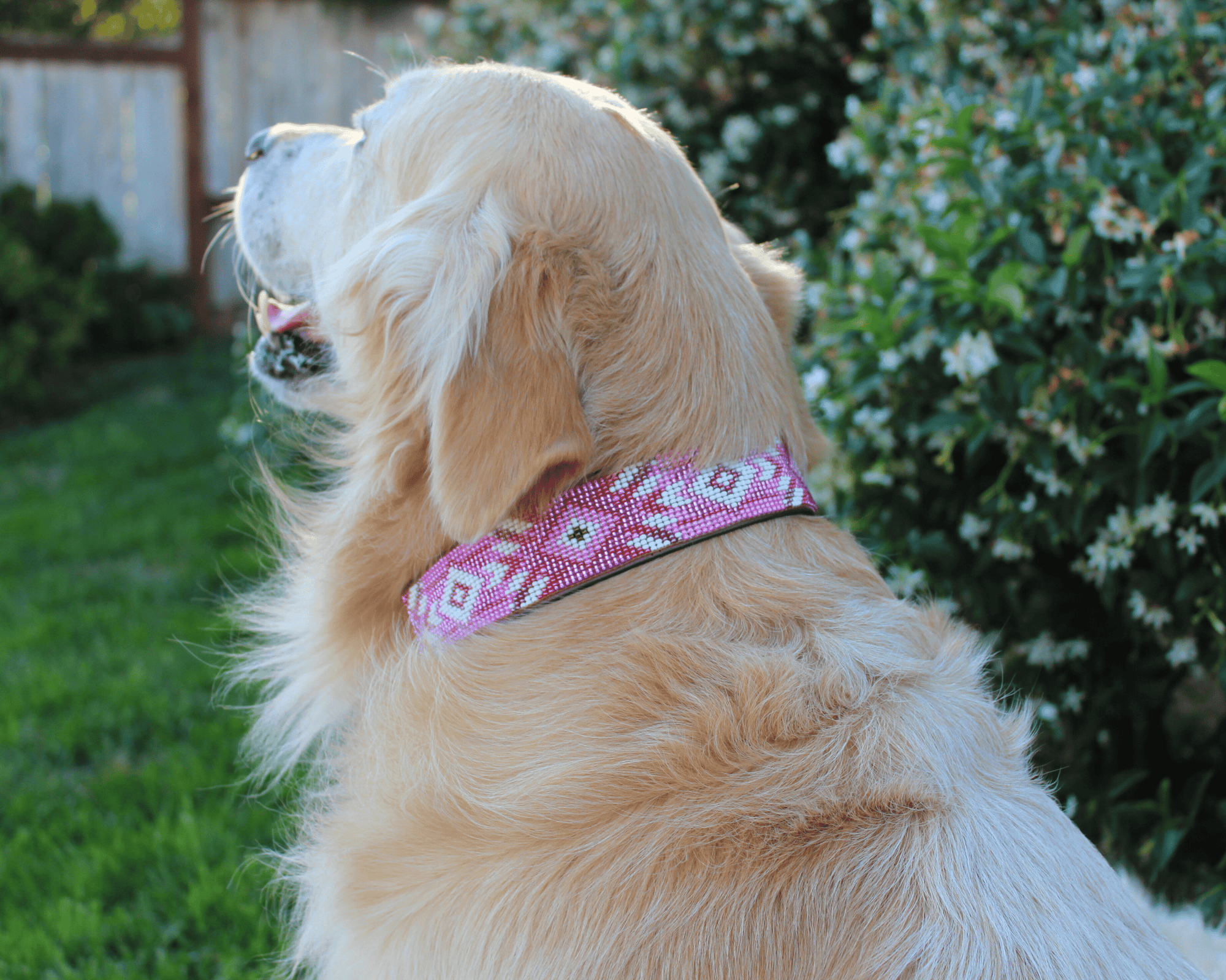 Matching leash/dog collar Melrose Sambboho Bundle