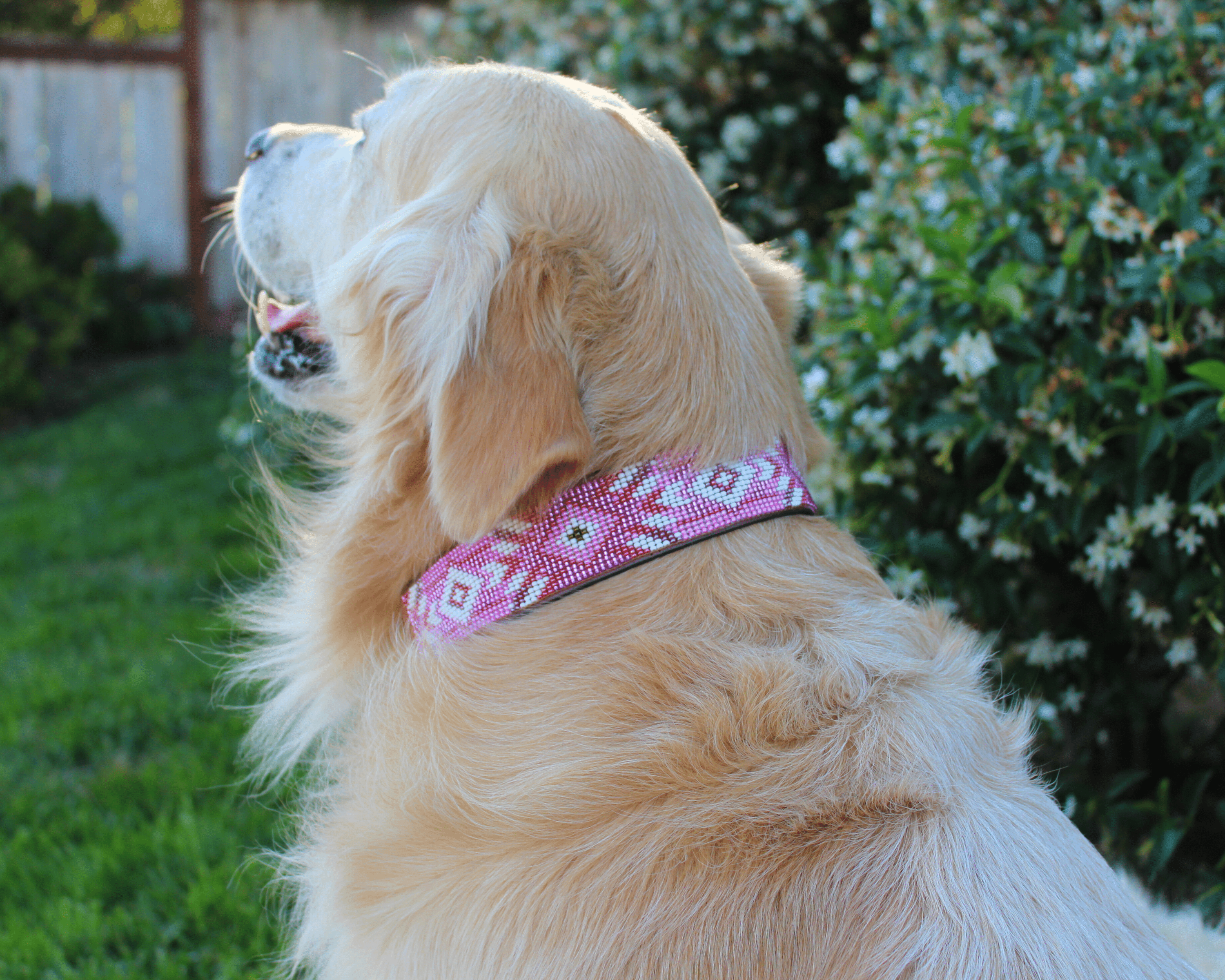 Matching leash/dog collar Melrose Sambboho Bundle
