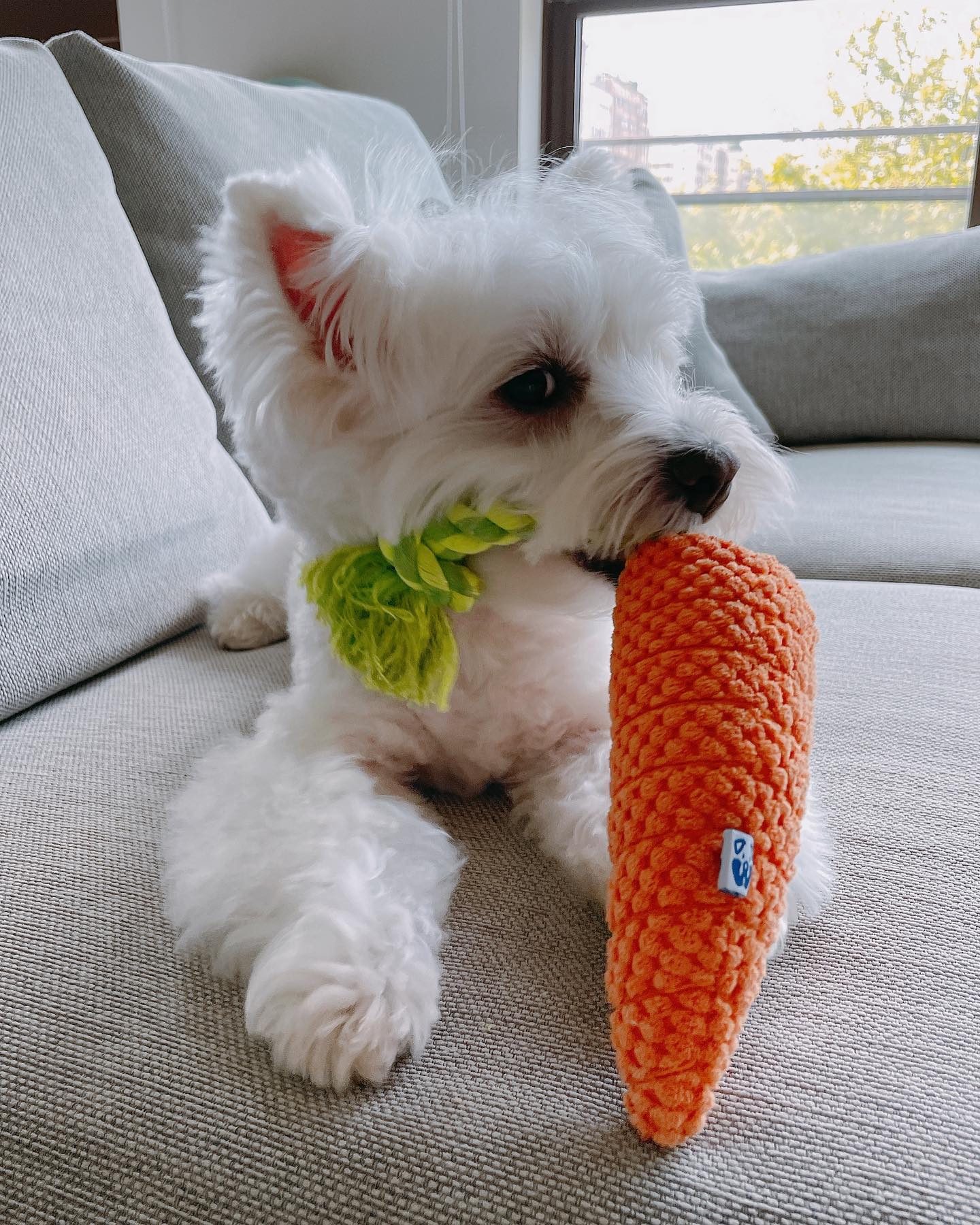 Pet Toy: CARROT TUG ROPE INTERACTIVE DOG TOY