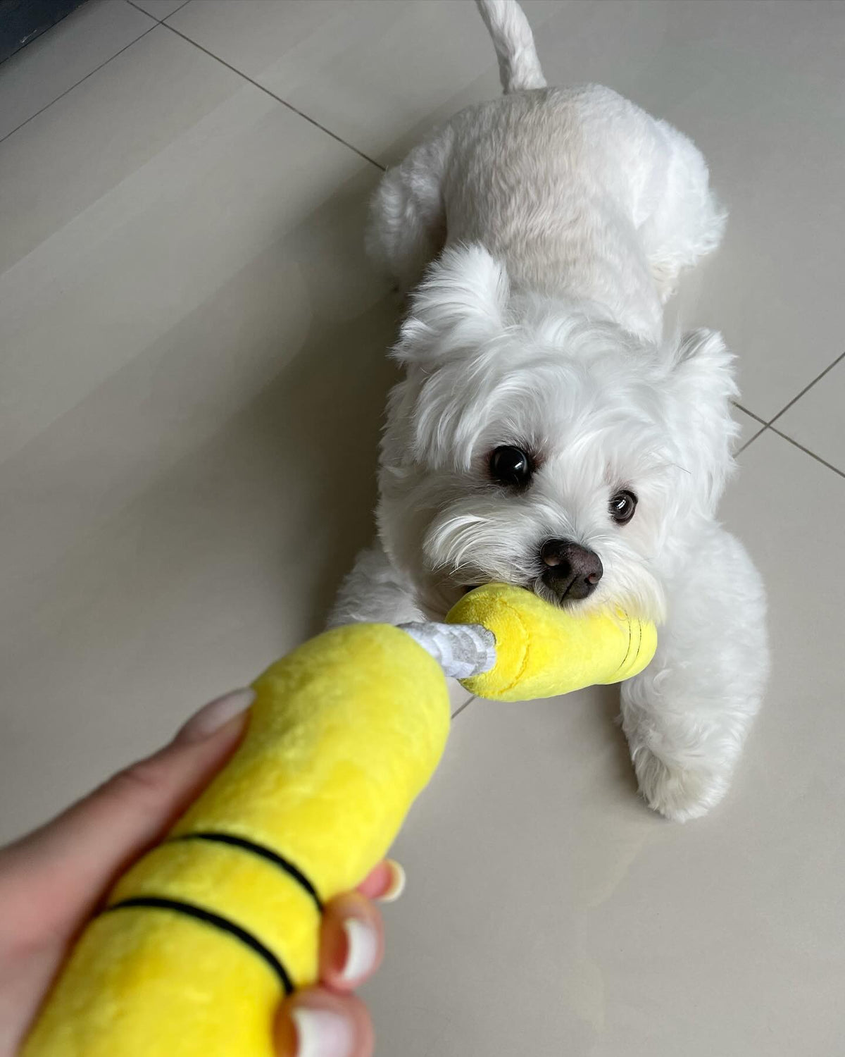 Pawty Nunchucks Plush Tug Dog Toy