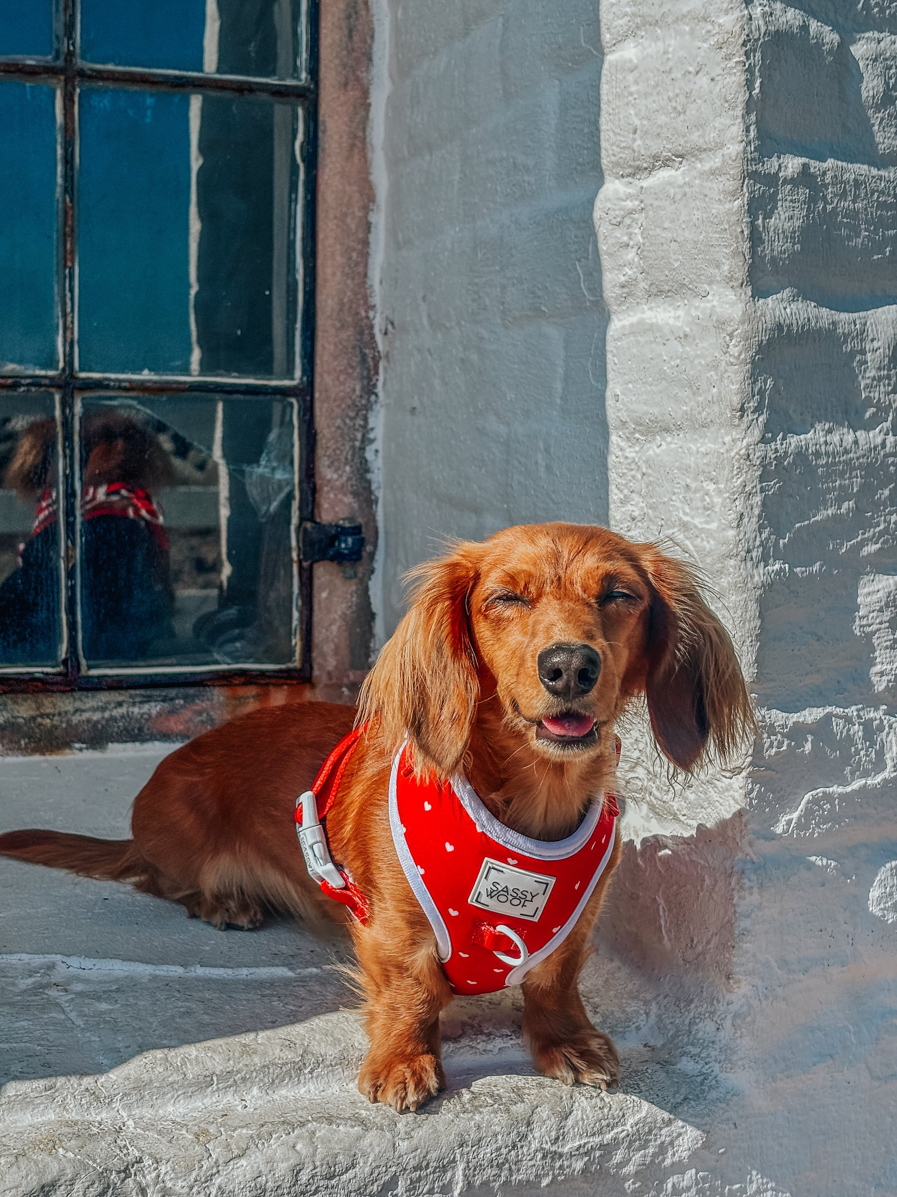 Dog Adjustable Harness - Little Love