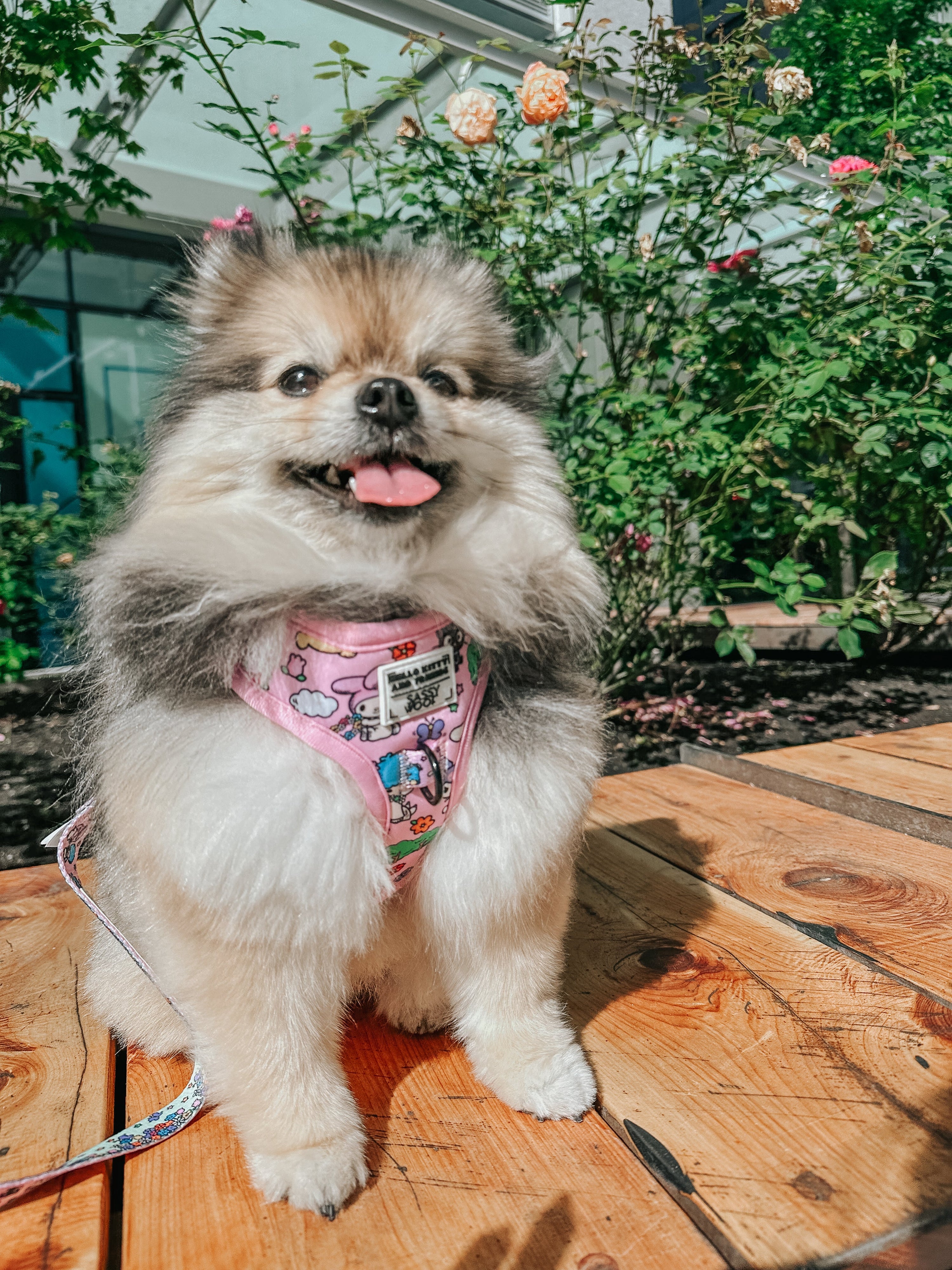 Dog Adjustable Harness - Hello Kitty® & Friends Flower Festival