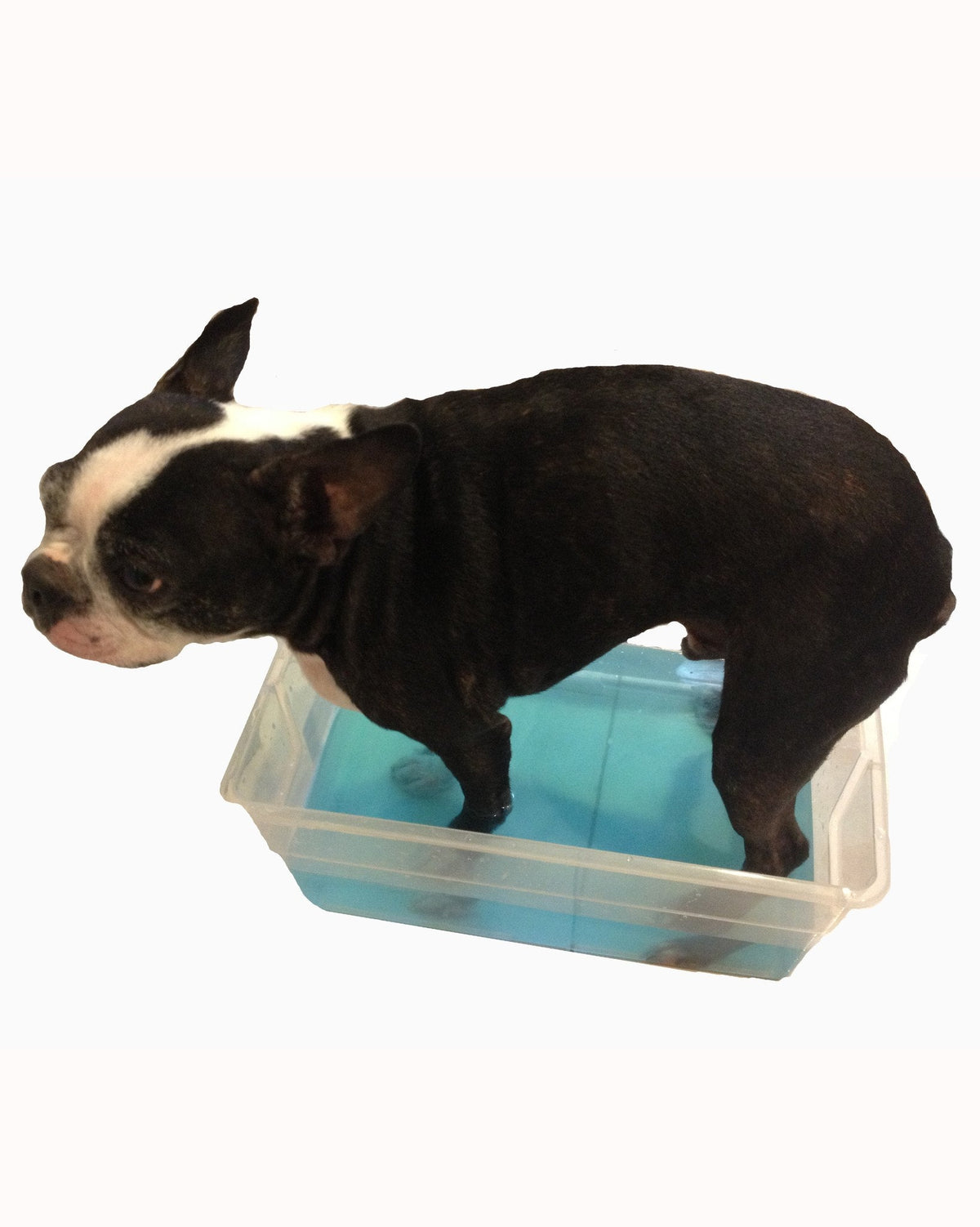 Deep Cleaning Paw Fizz Balls - Professional Size - HT Animal Supply