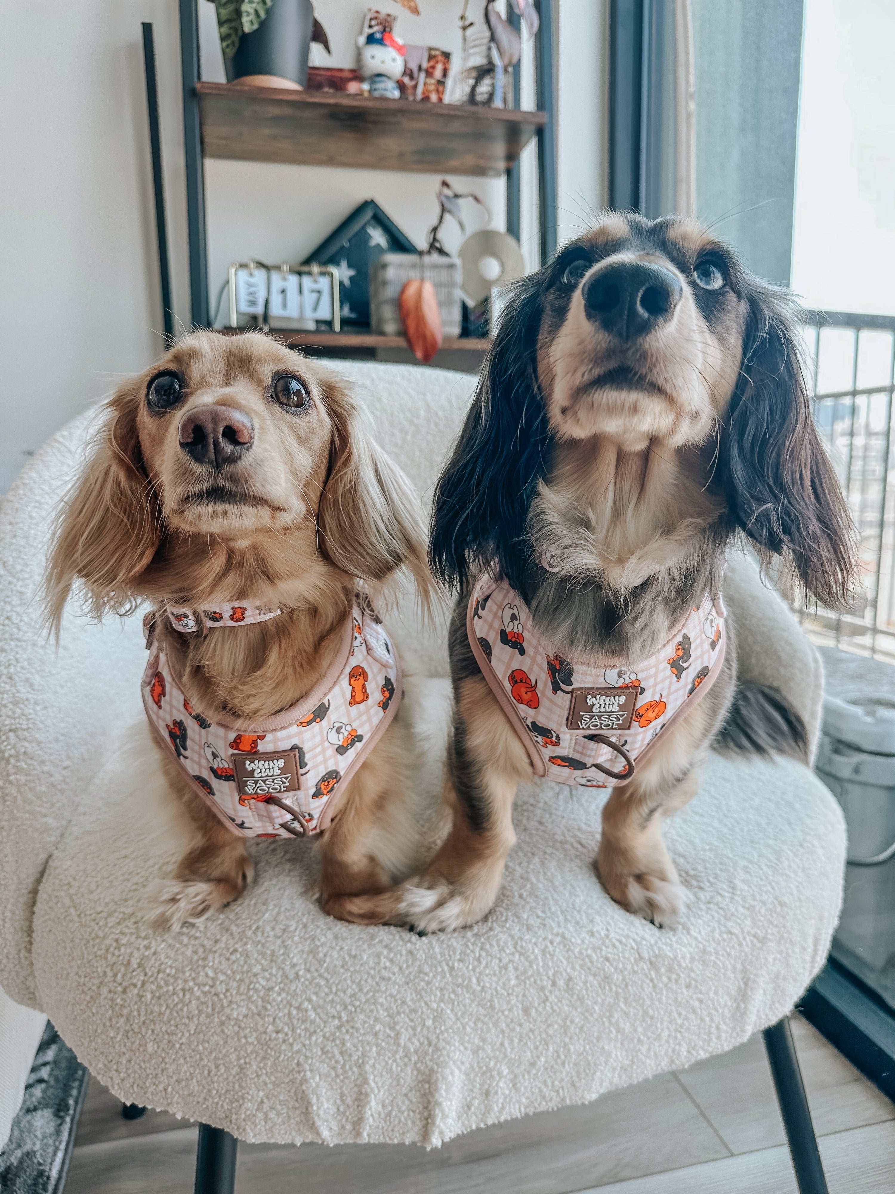 Dog Collar - Weens Club