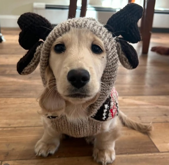 Chilly Dog Moosey Hoodie Dog Sweater