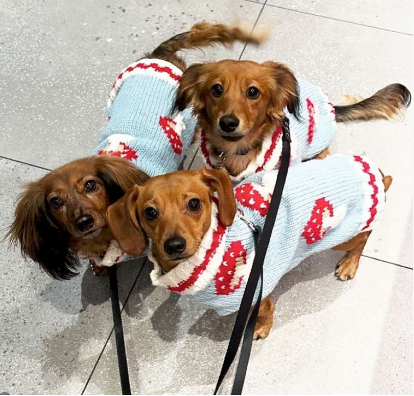 Chilly Dog Mushroom Wool Dog Sweater