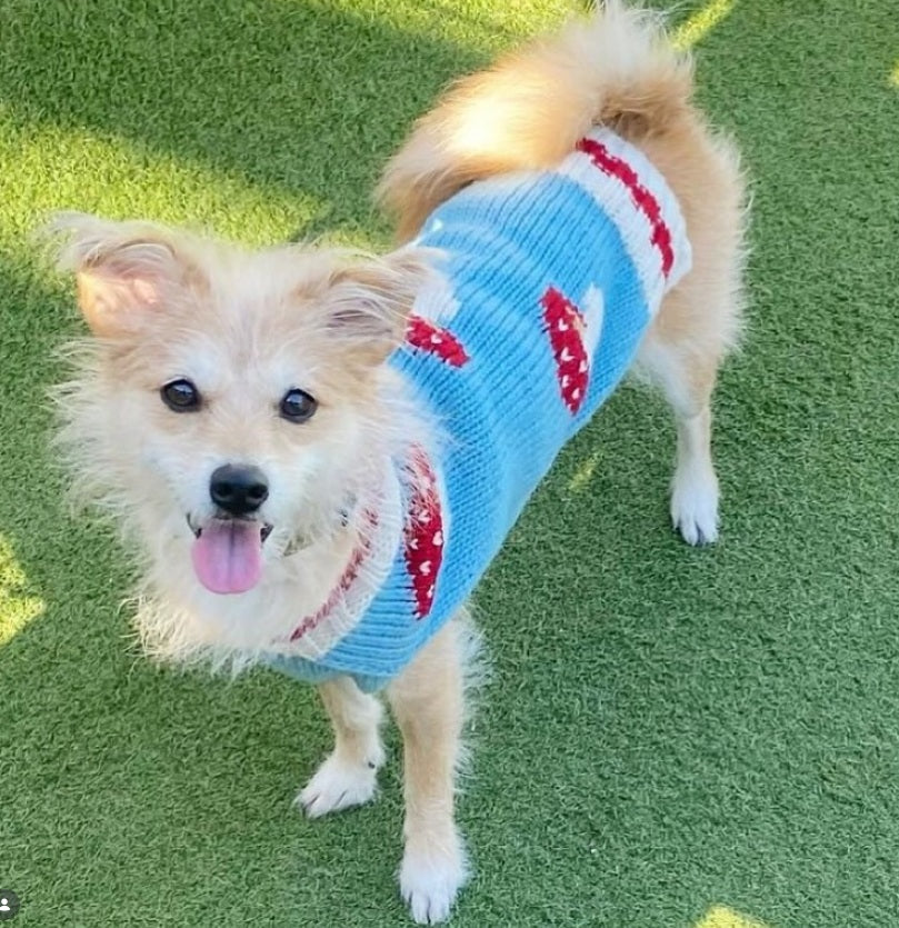 Chilly Dog Mushroom Wool Dog Sweater