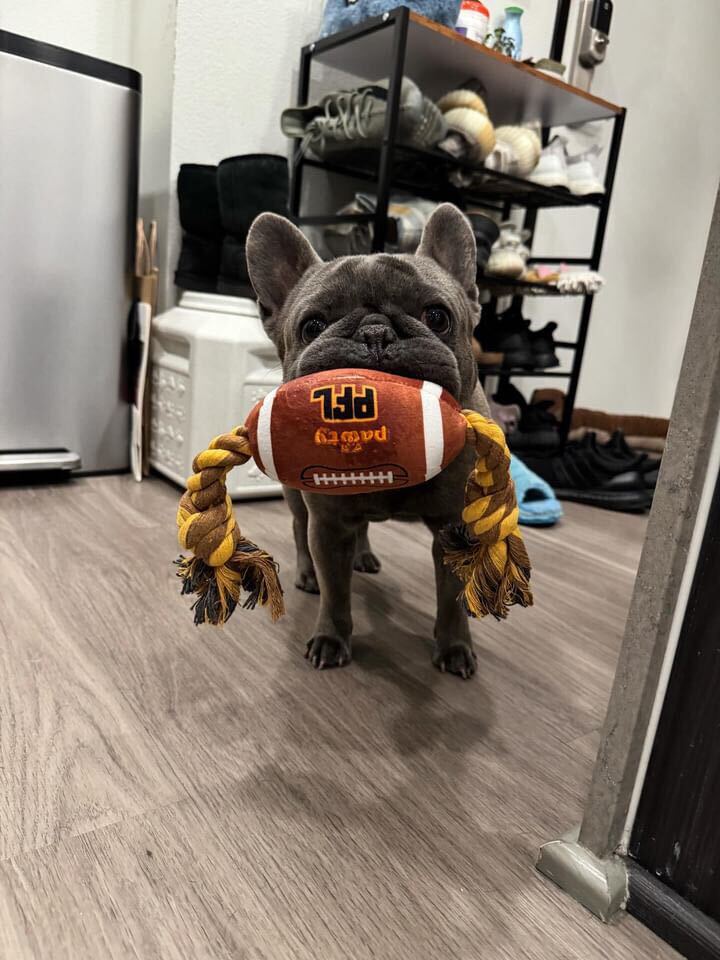 Pet Toy: PAWTY FOOTBALL