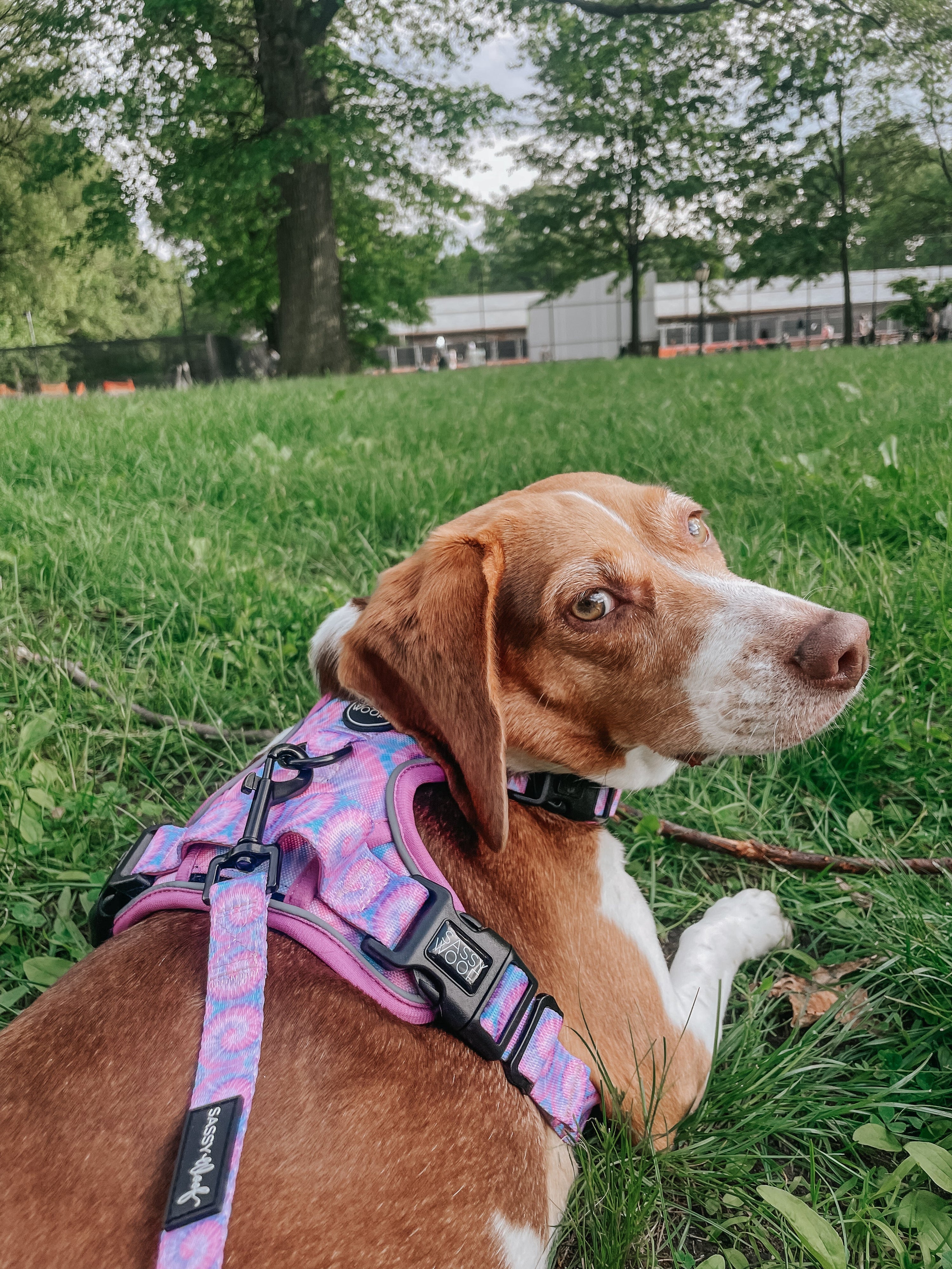 Dog Collar - Purple Haze
