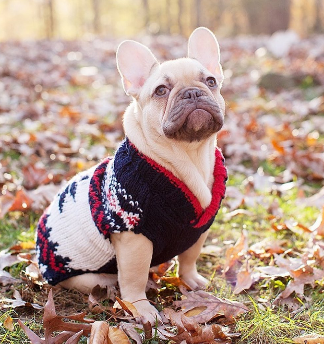 Chilly Dog Navy Vail Wool Dog Sweater