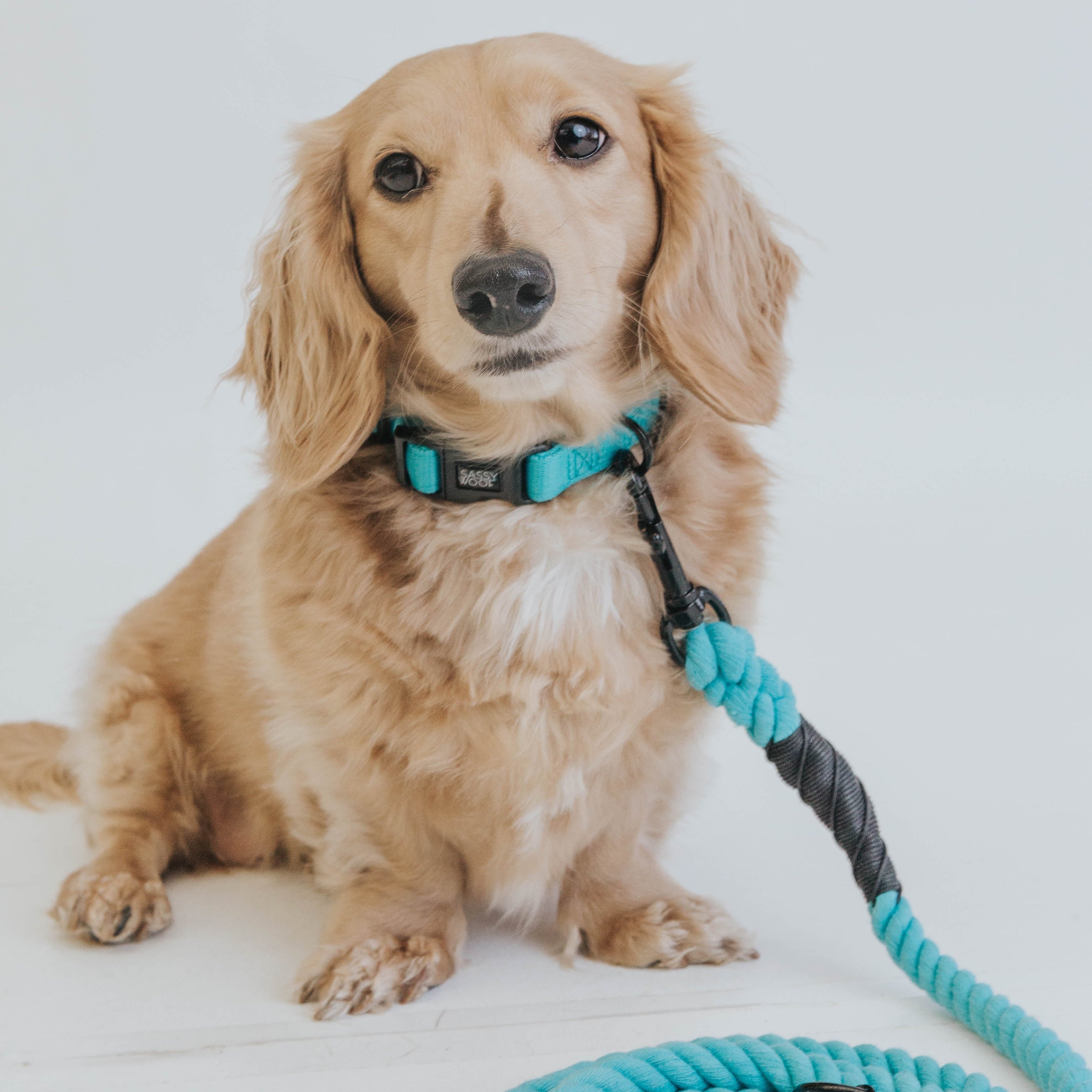 Dog Collar - Neon Blue