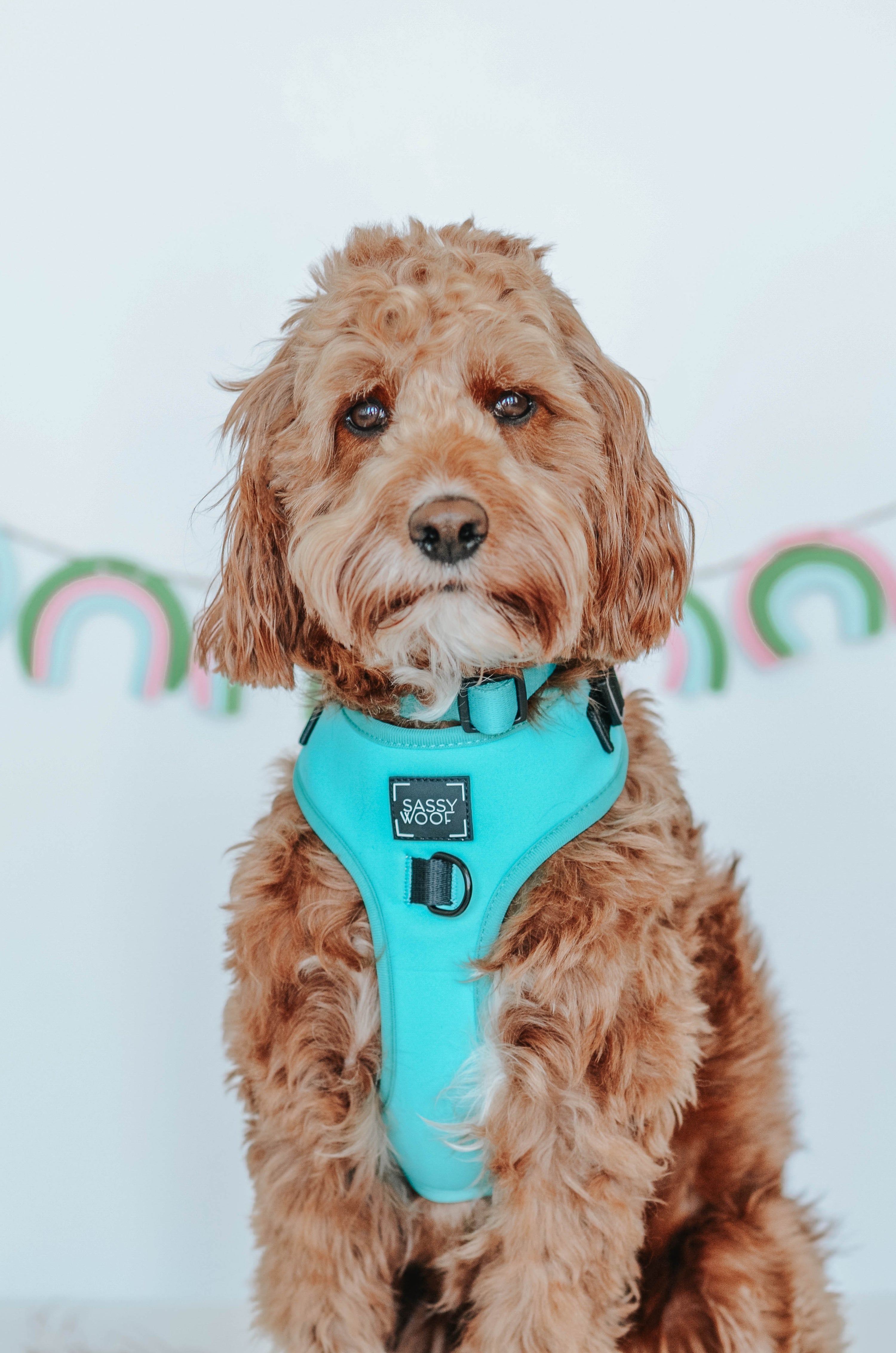 Dog Collar - Neon Blue