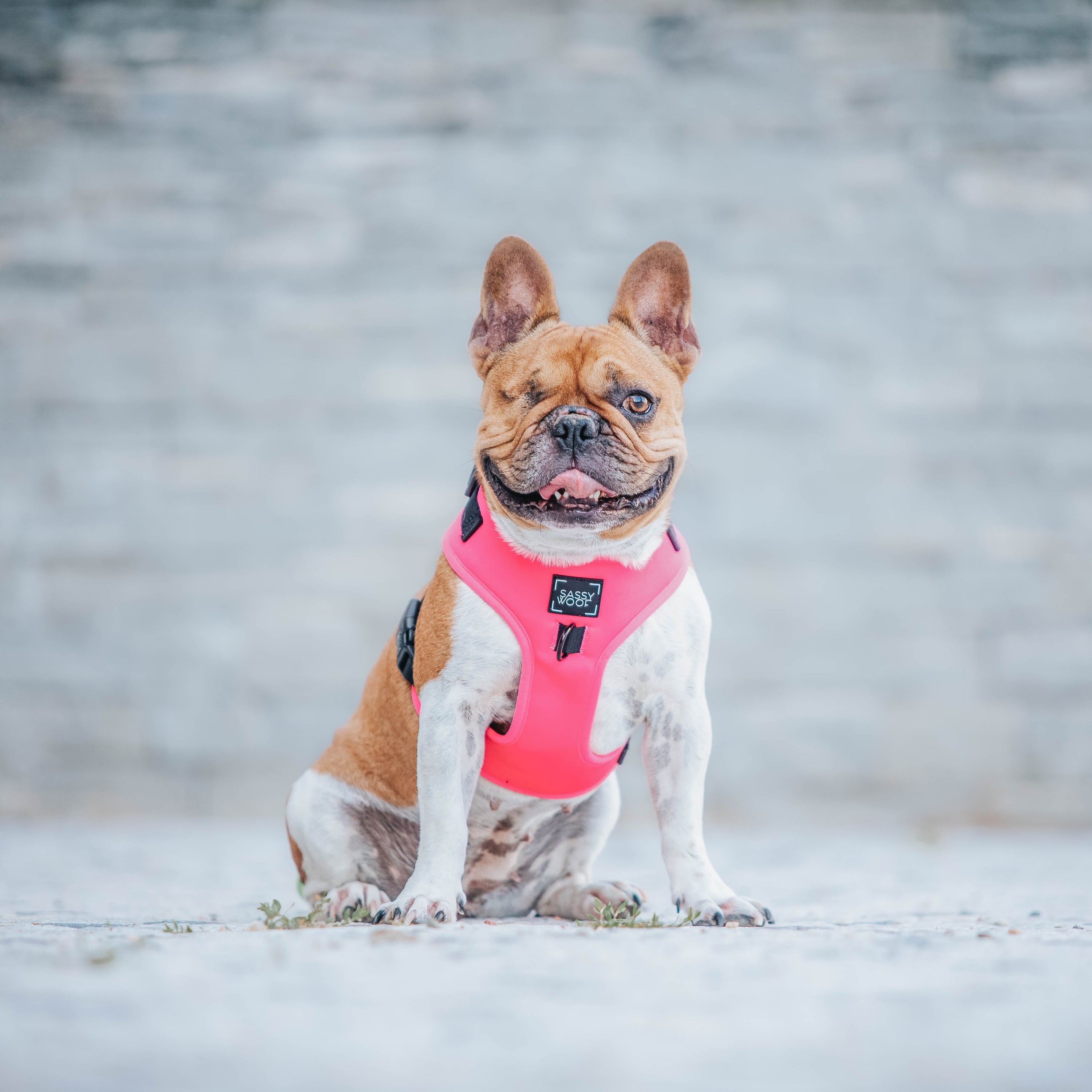 Dog Adjustable Harness - Neon Pink
