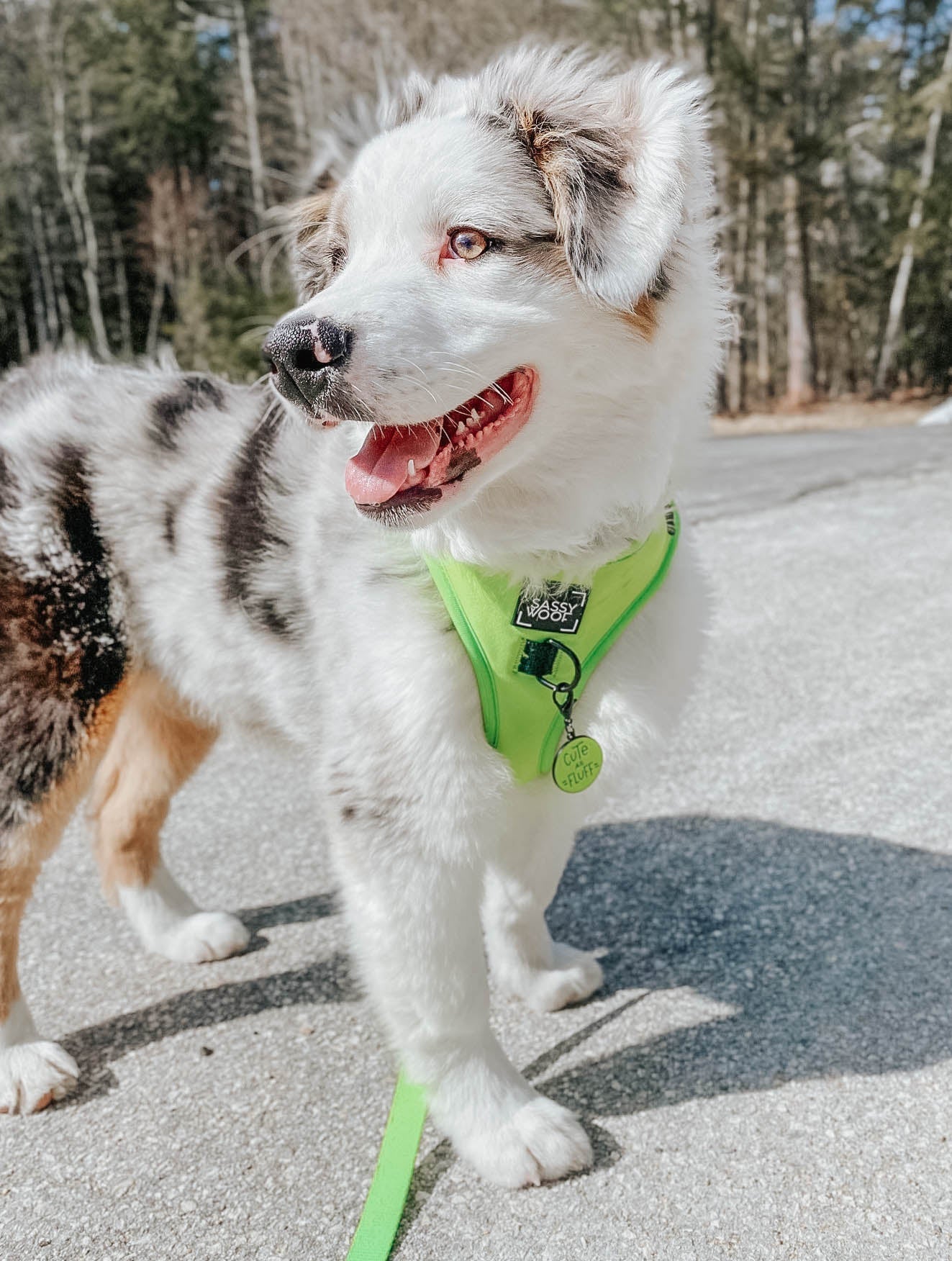 Dog Adjustable Harness - Neon Green