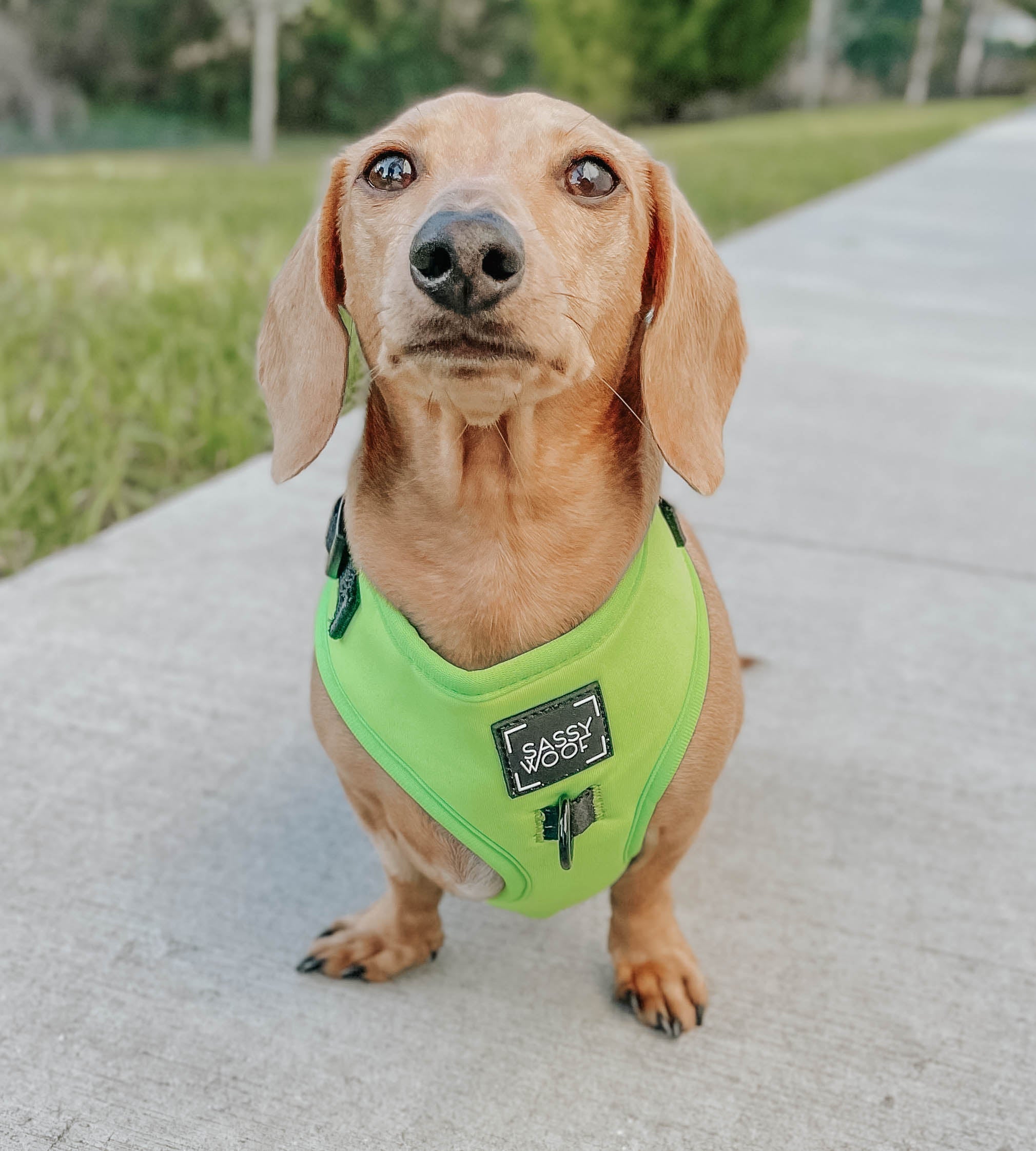 Dog Adjustable Harness - Neon Green