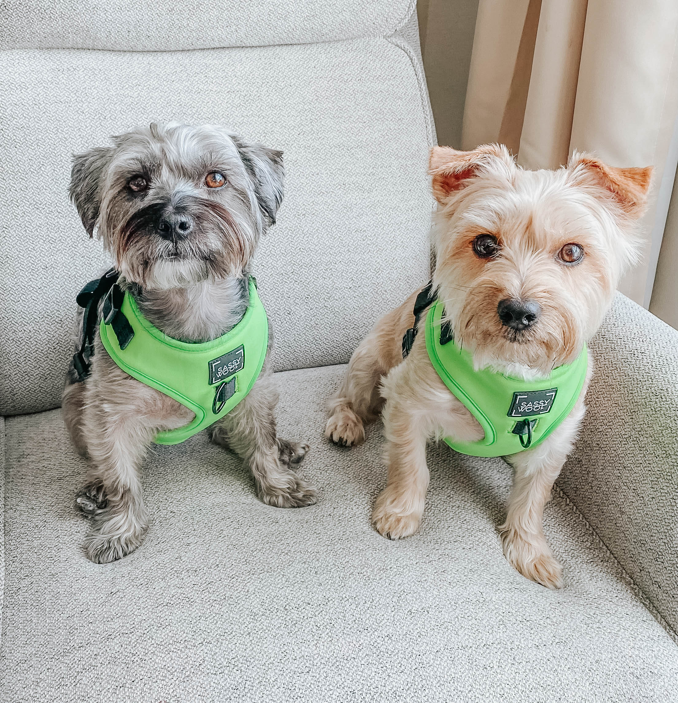 Dog Adjustable Harness - Neon Green