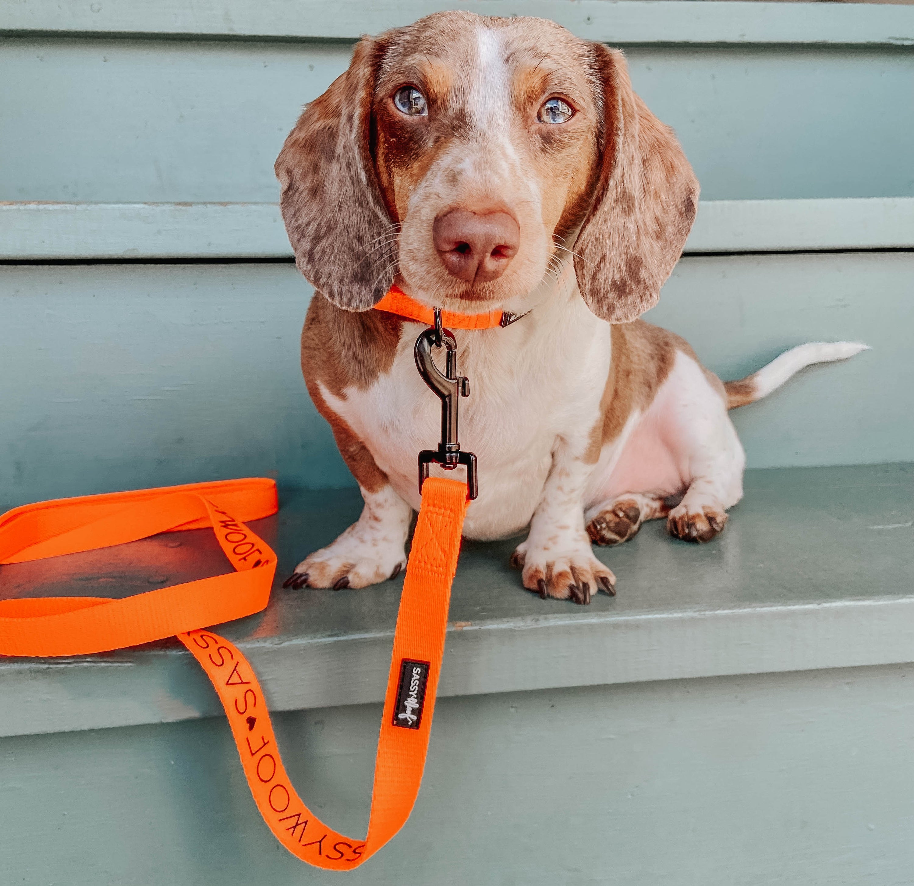 Dog Leash - Neon Orange