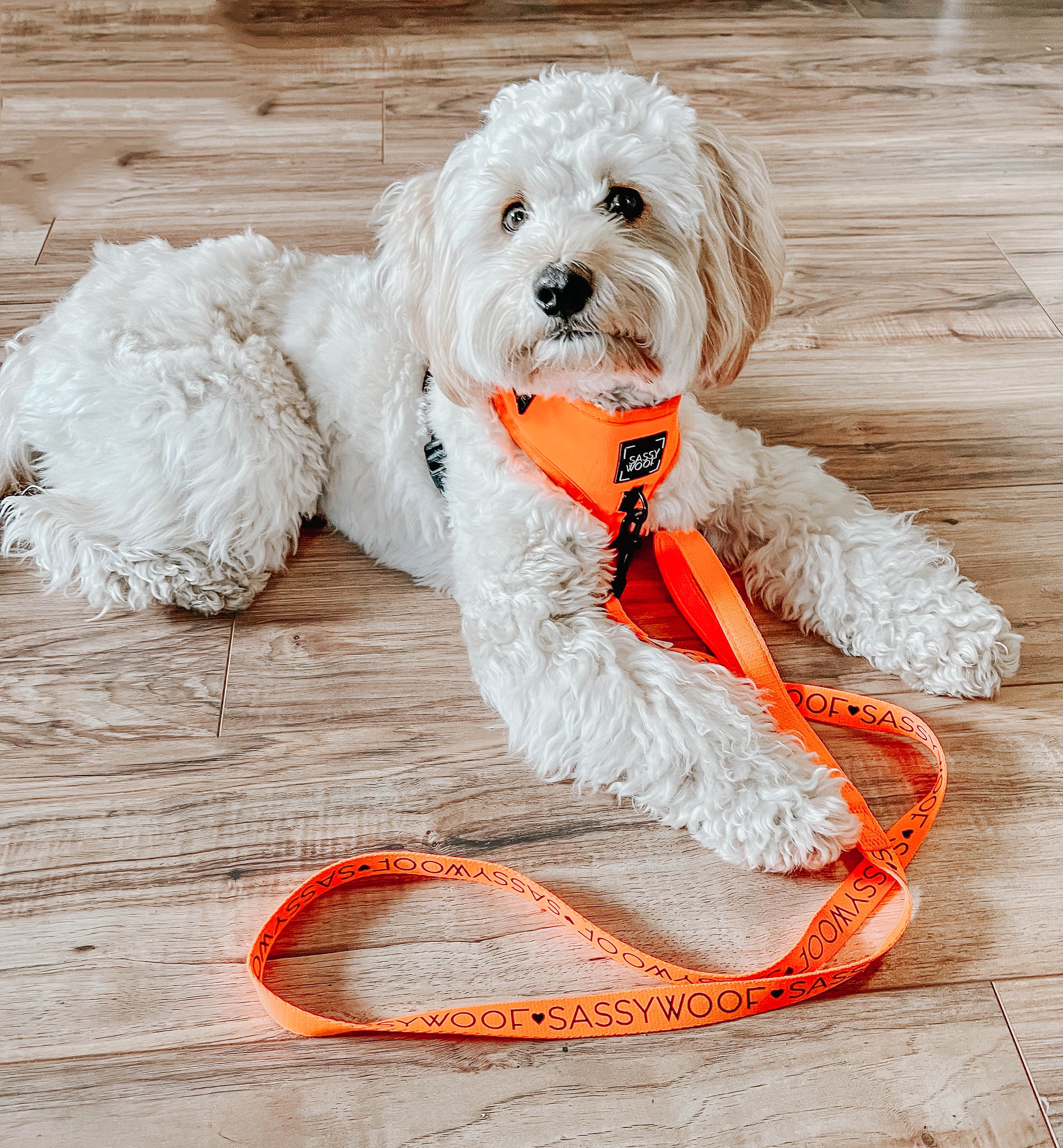 Dog Leash - Neon Orange