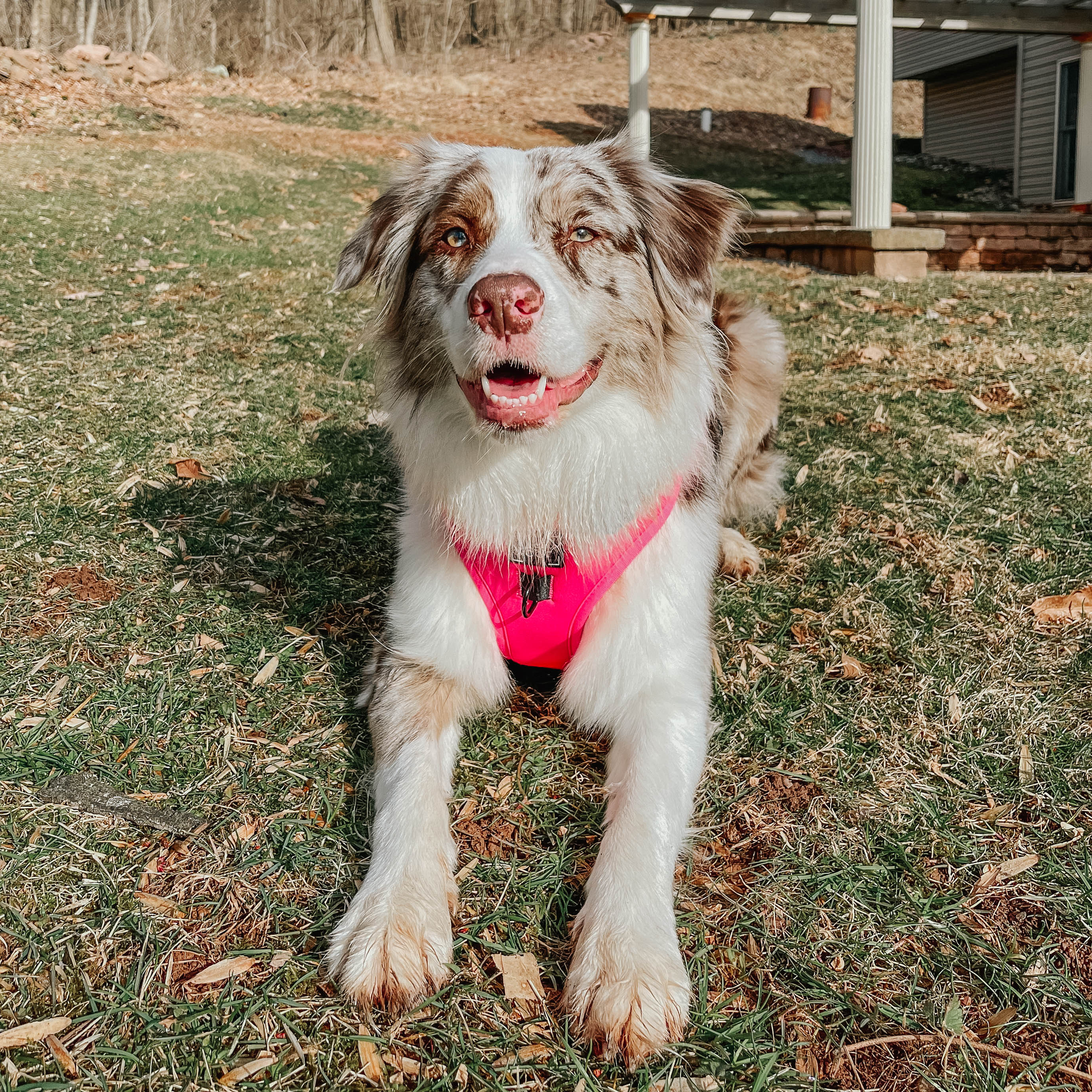 Dog Adjustable Harness - Neon Pink
