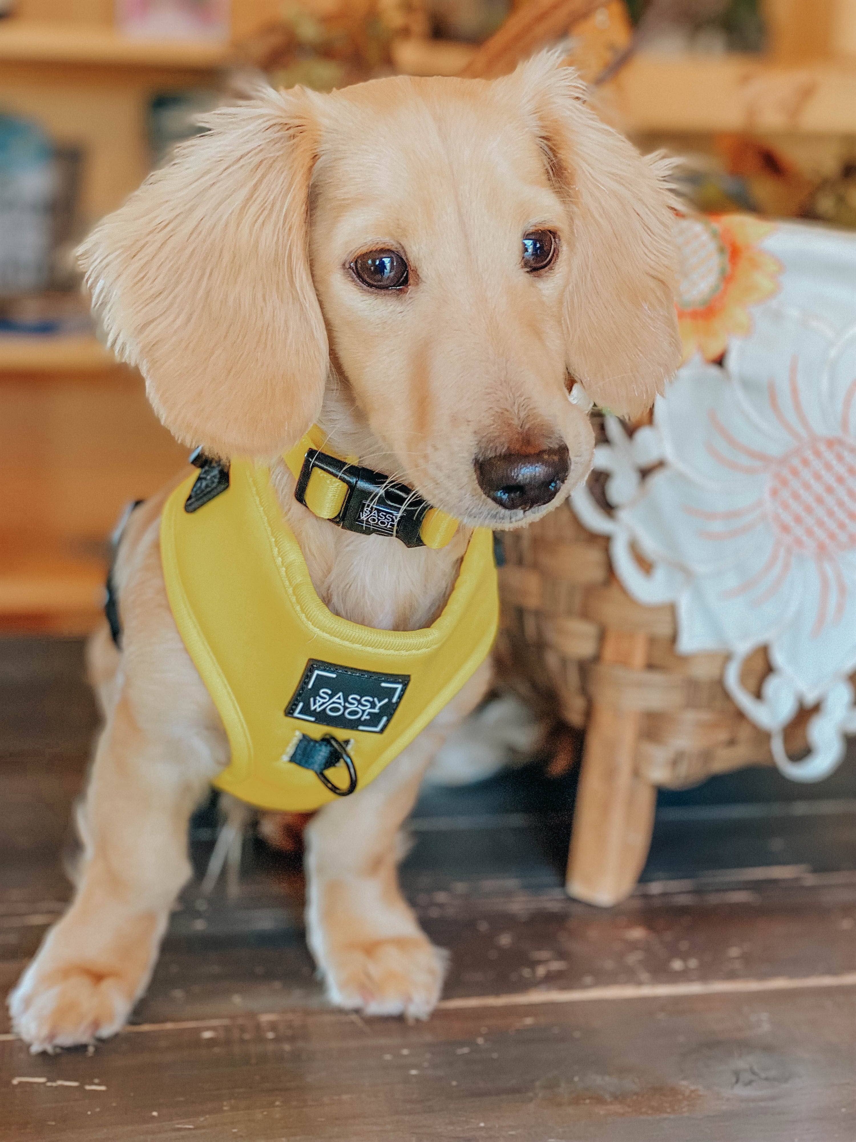 Dog Collar - Neon Yellow