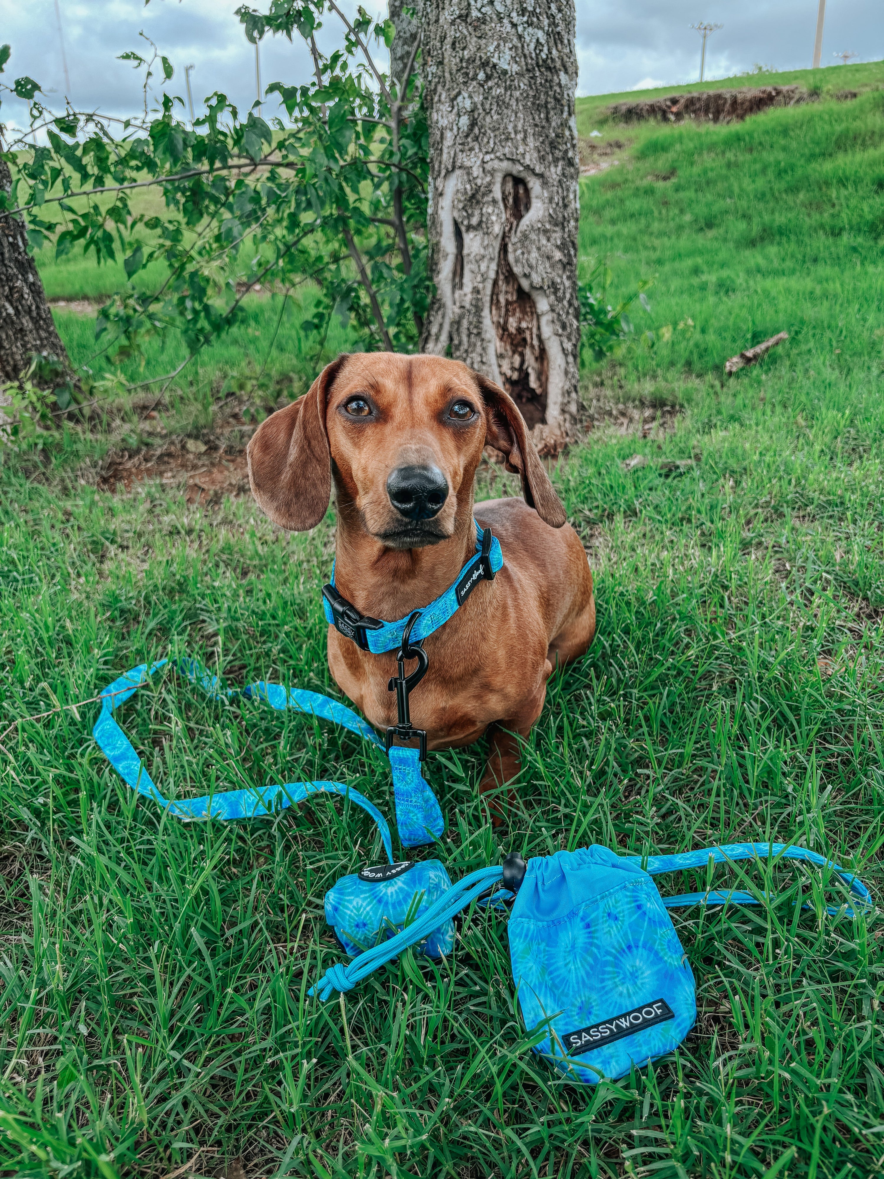 Dog Leash - Tropical Tides