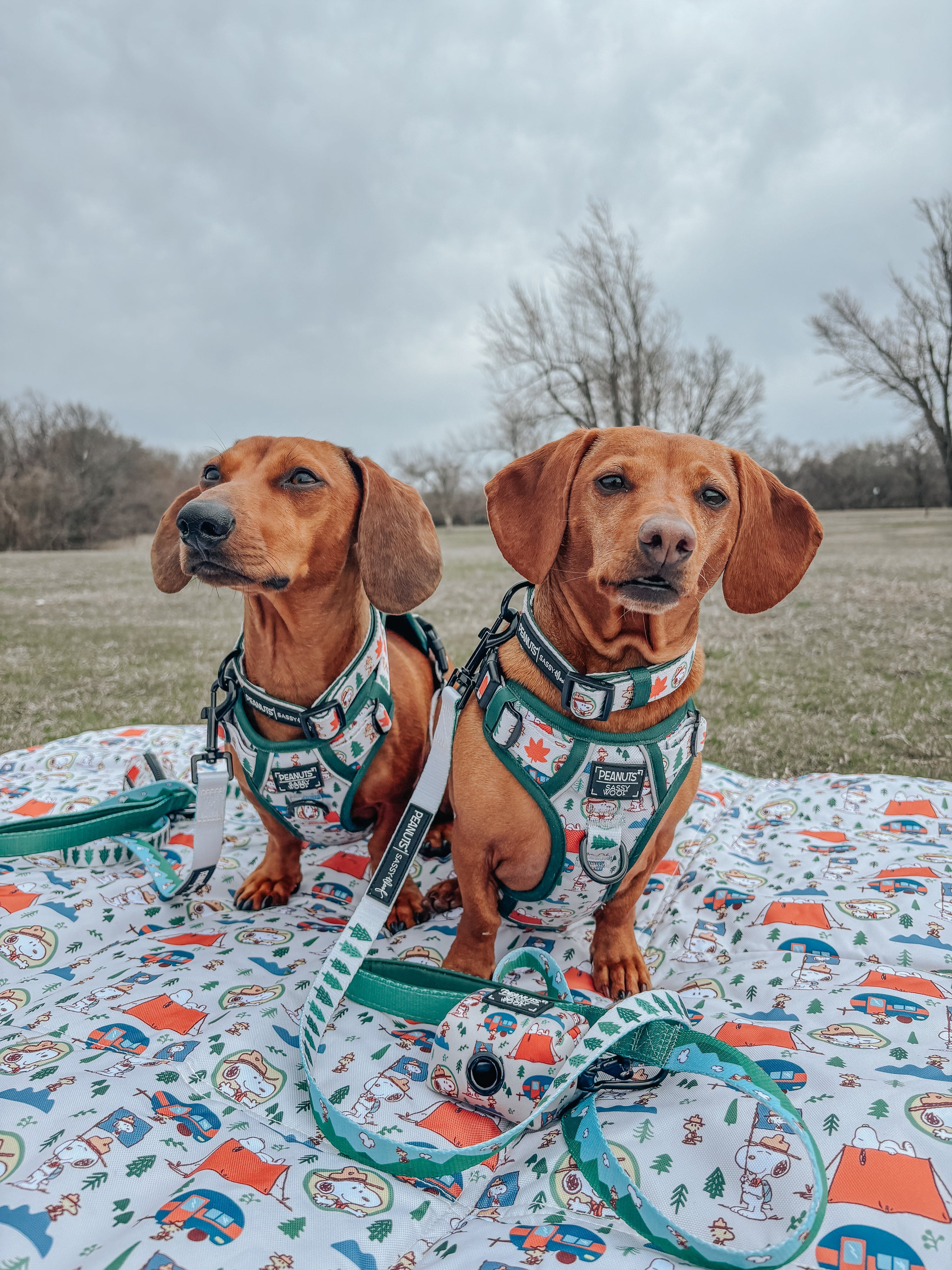 Dog Leash - Peanuts™ Beagle Scouts
