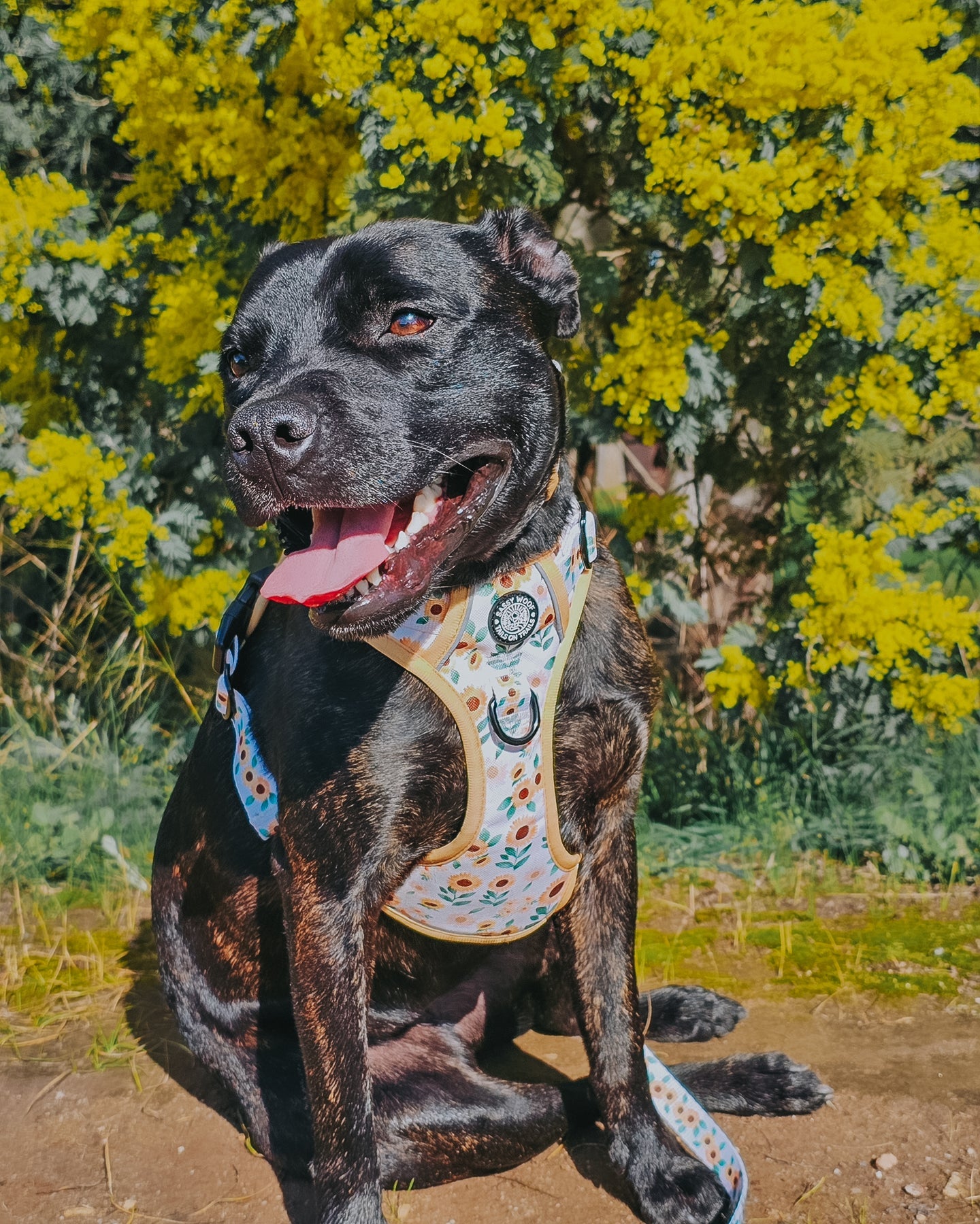 Dog Step-In Harness - Sunflower Dreams